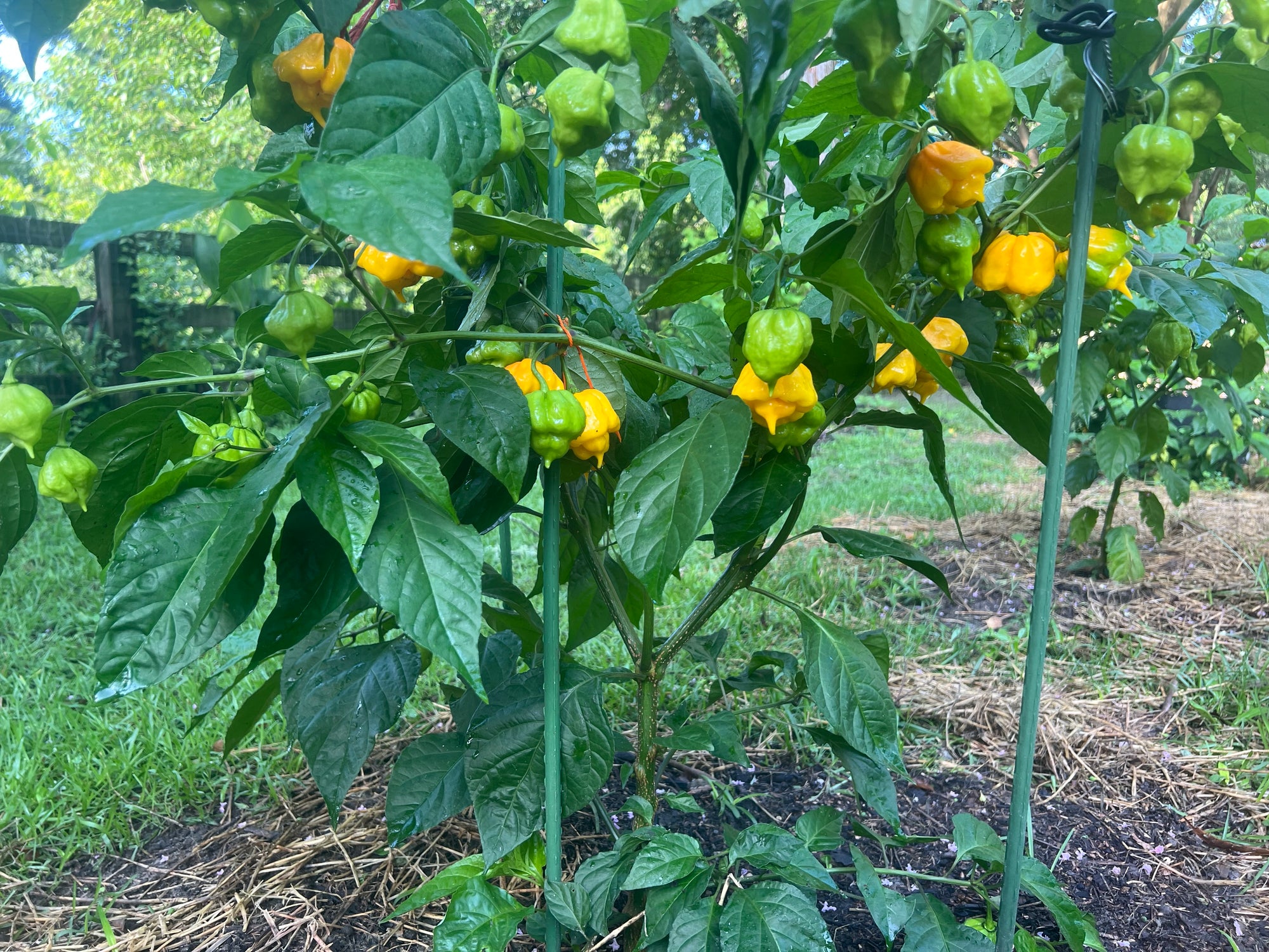 Fresh Hog Scotch Peppers (5-Pack)