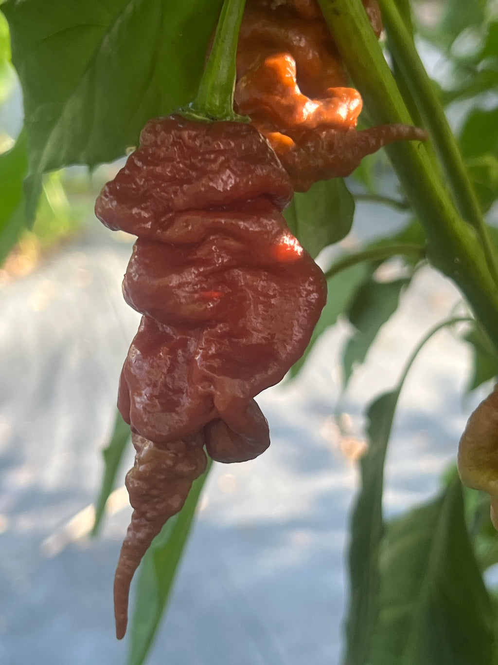 Fresh Chocolate Primotalii Peppers (5-Pack)