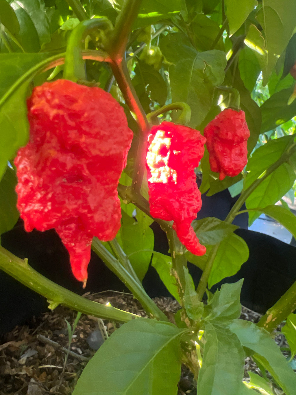 Fresh Logan’s Carnage Peppers (5-Pack)