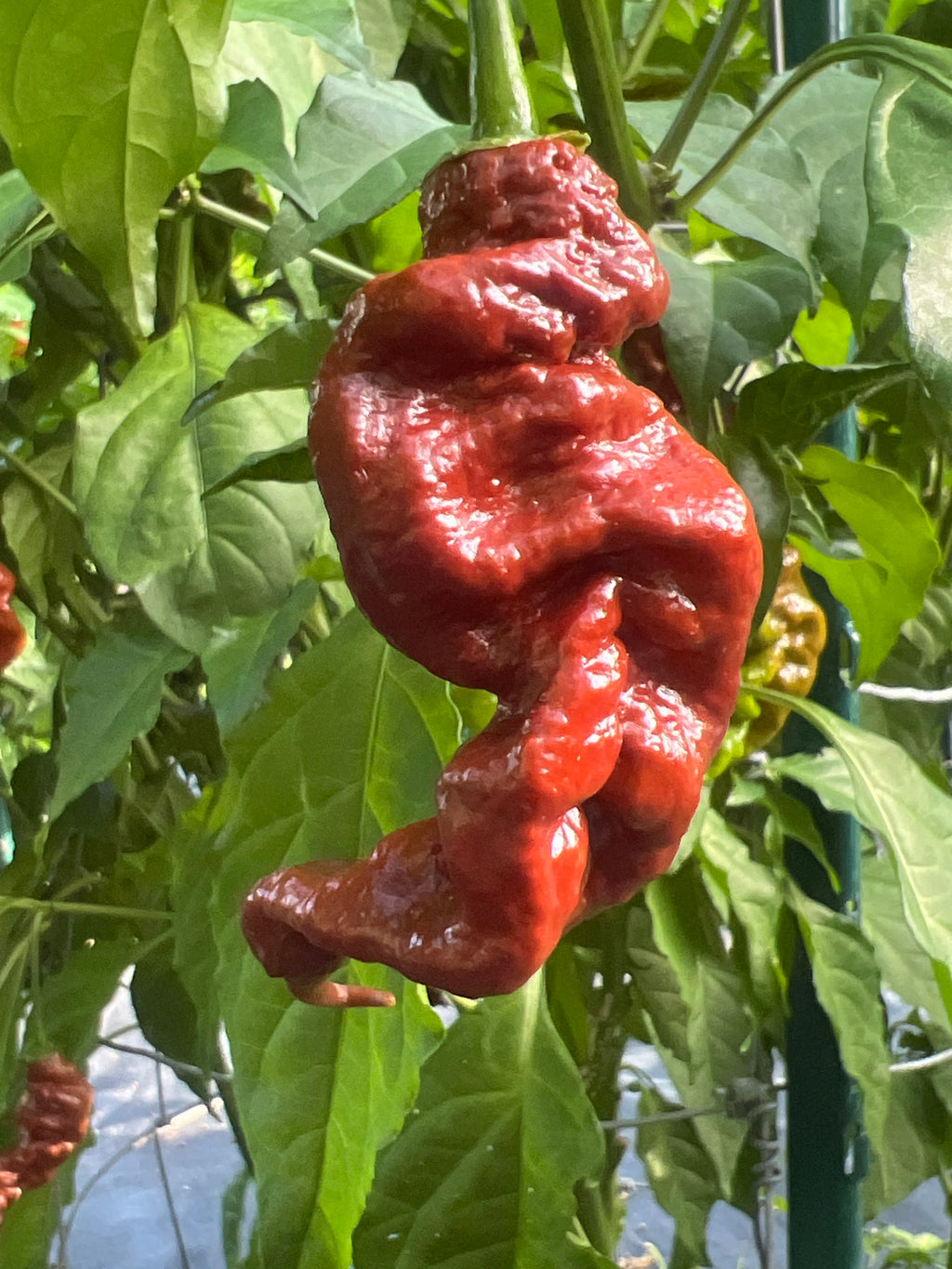 Fresh Chocolate Primotalii Peppers (5-Pack)