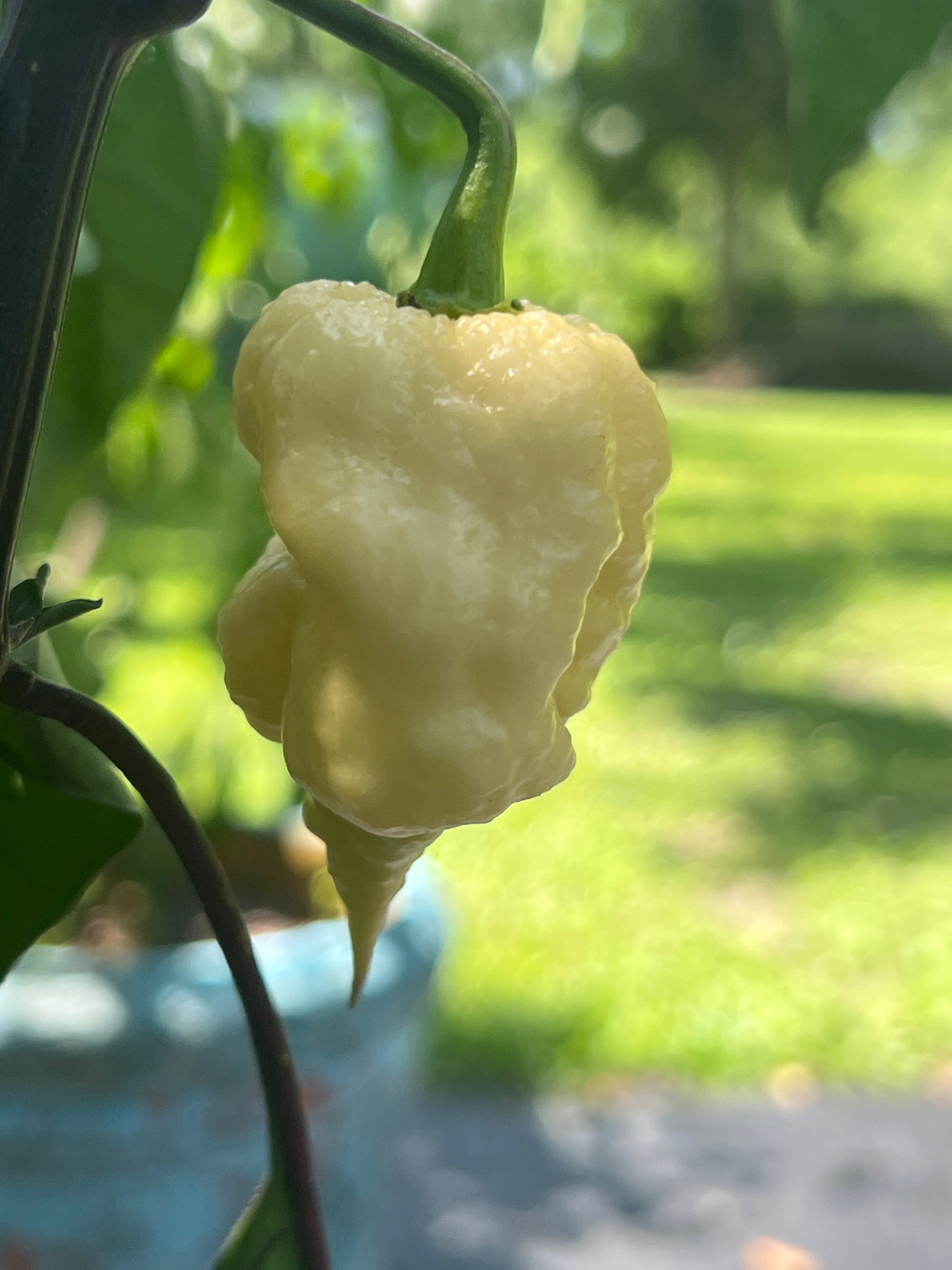 Fresh Jays Pink Reaper Lemon Peppers (5-Pack)