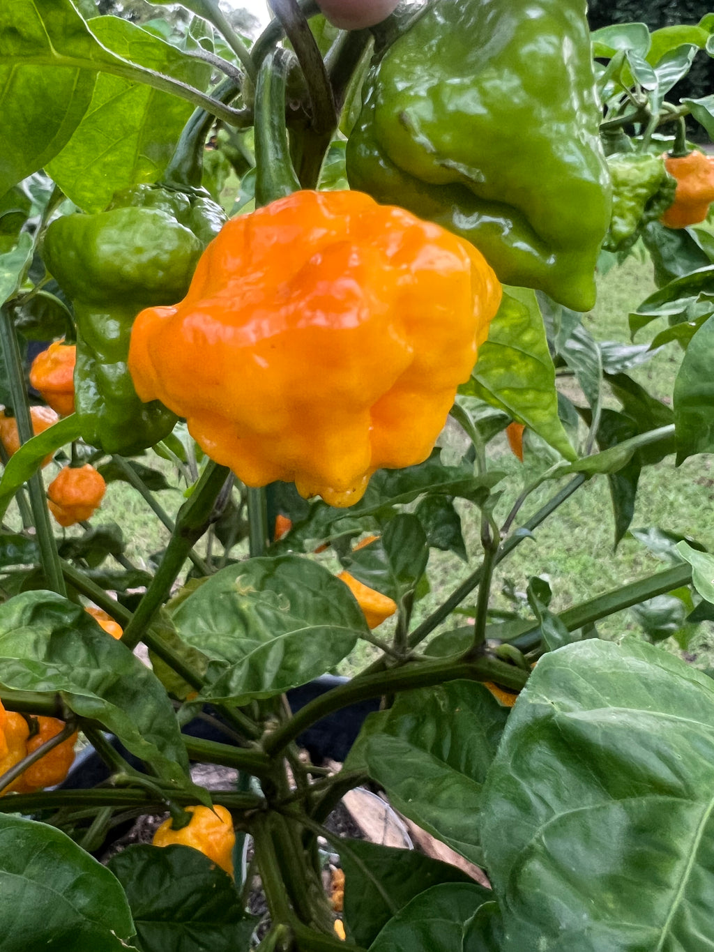 Fresh Trinidad Scorpion Peppers (5-Pack)