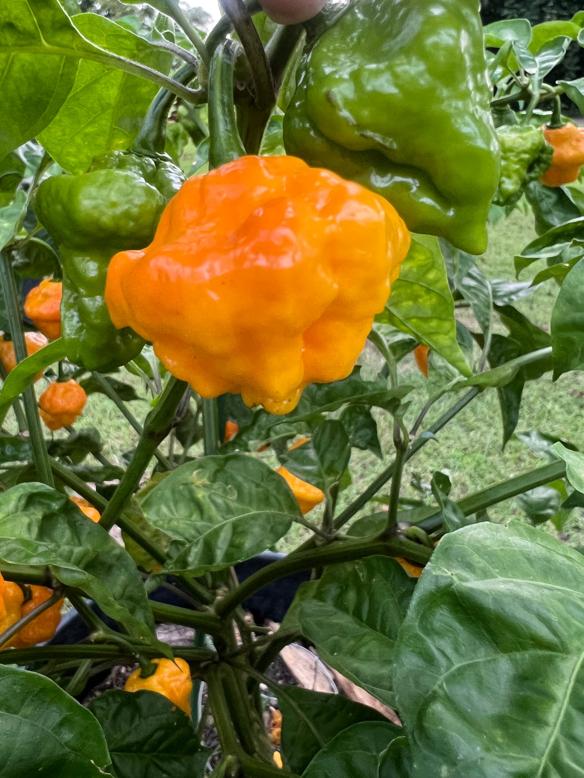 Fresh Trinidad Scorpion Peppers (5-Pack)