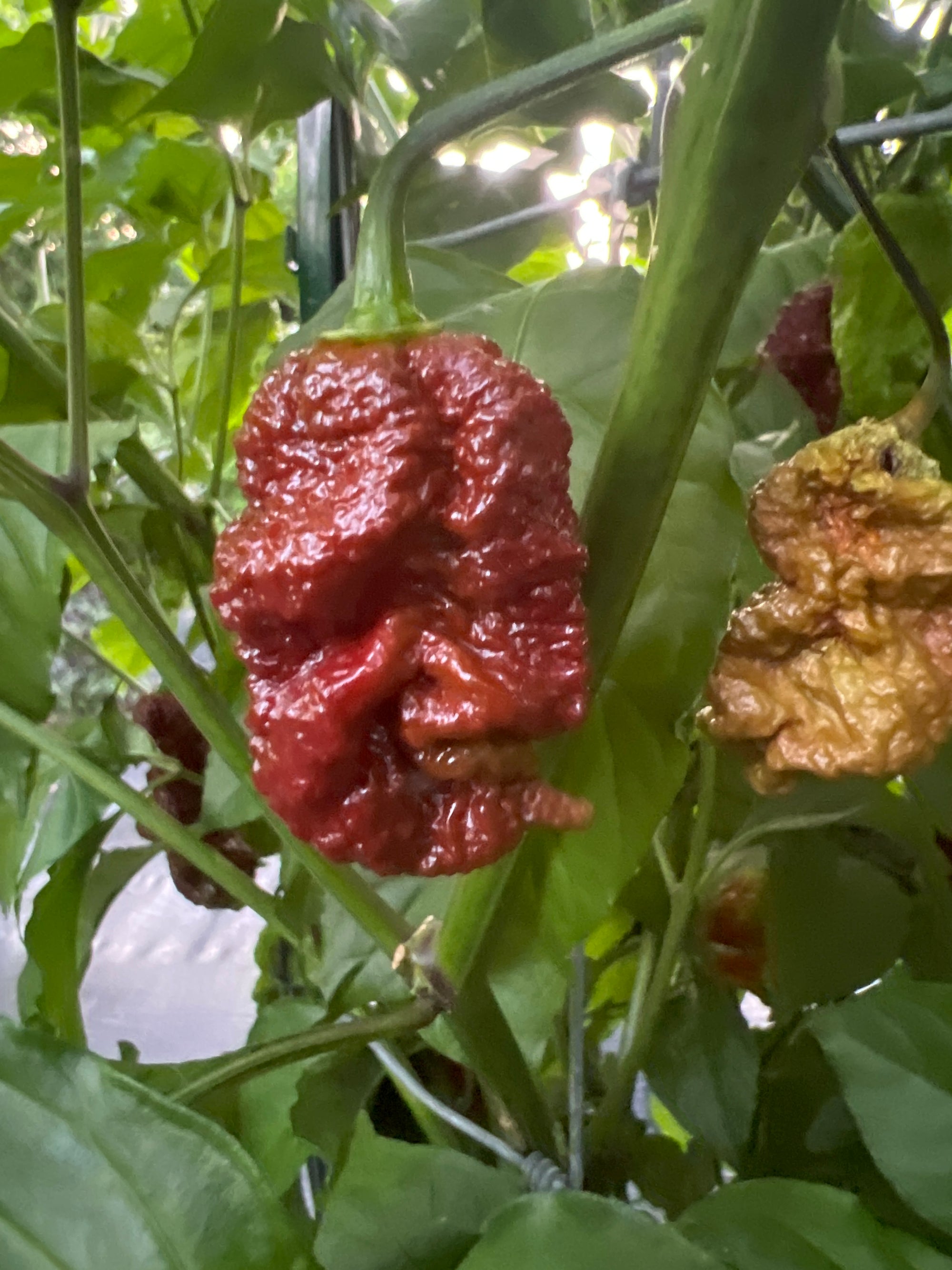 Fresh Chocolate Bizmark Peppers (5-Pack)