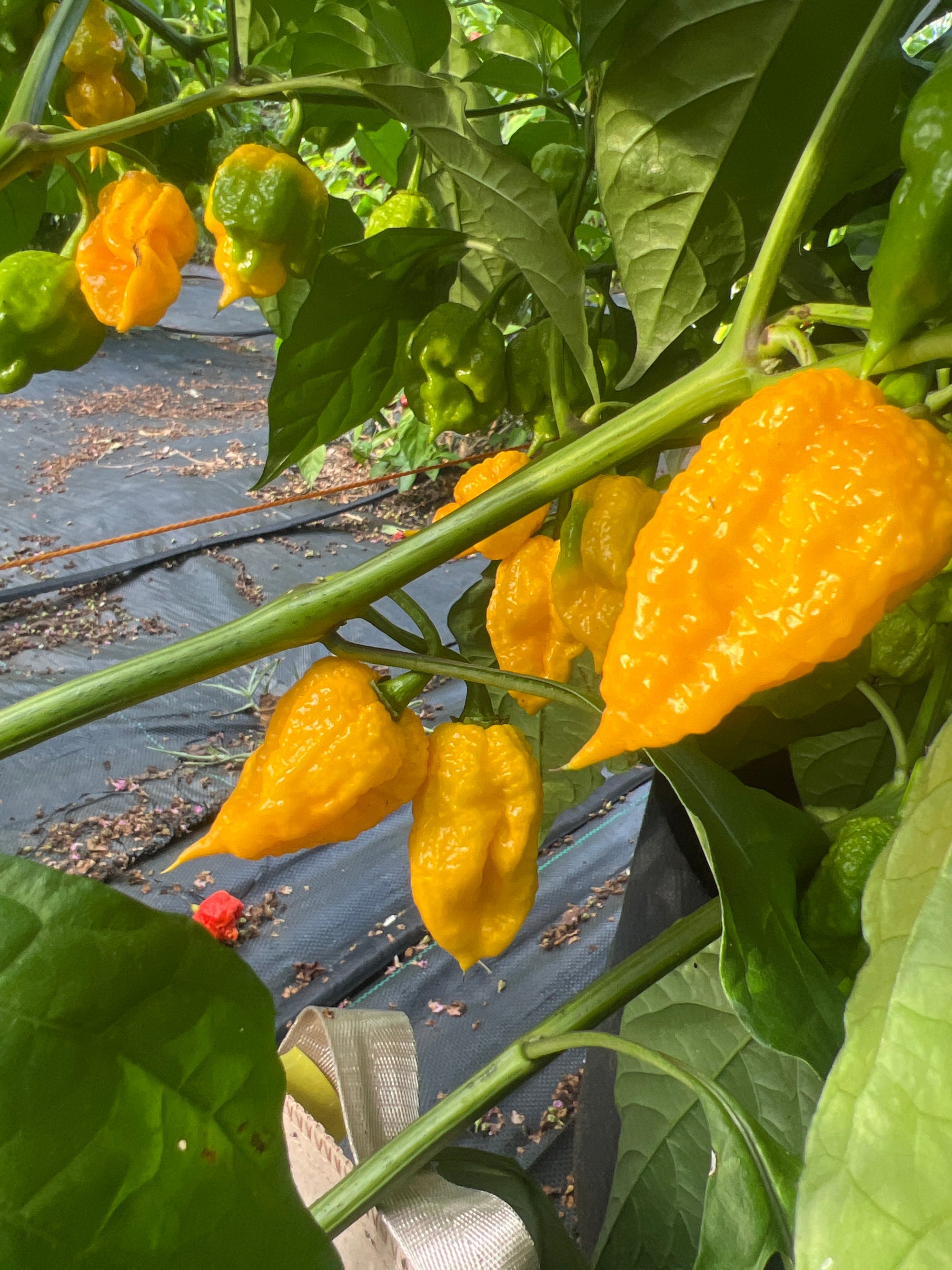 Fresh Yellow PMS Peppers (5-Pack)