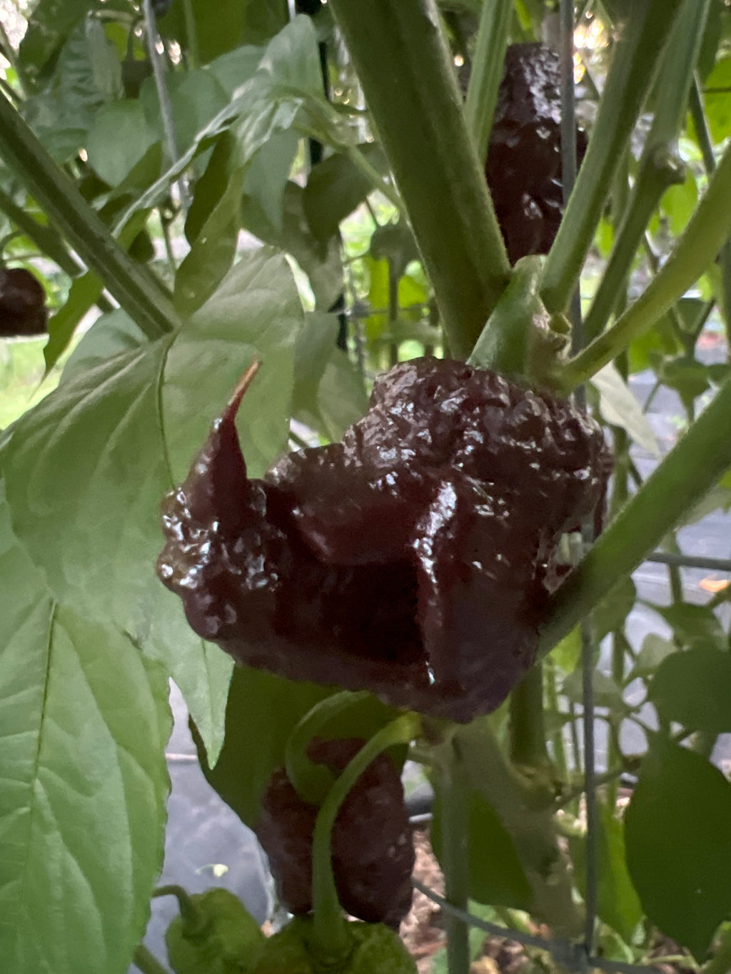 Fresh Bubblegum Frankenstein  Peppers (5-Pack)