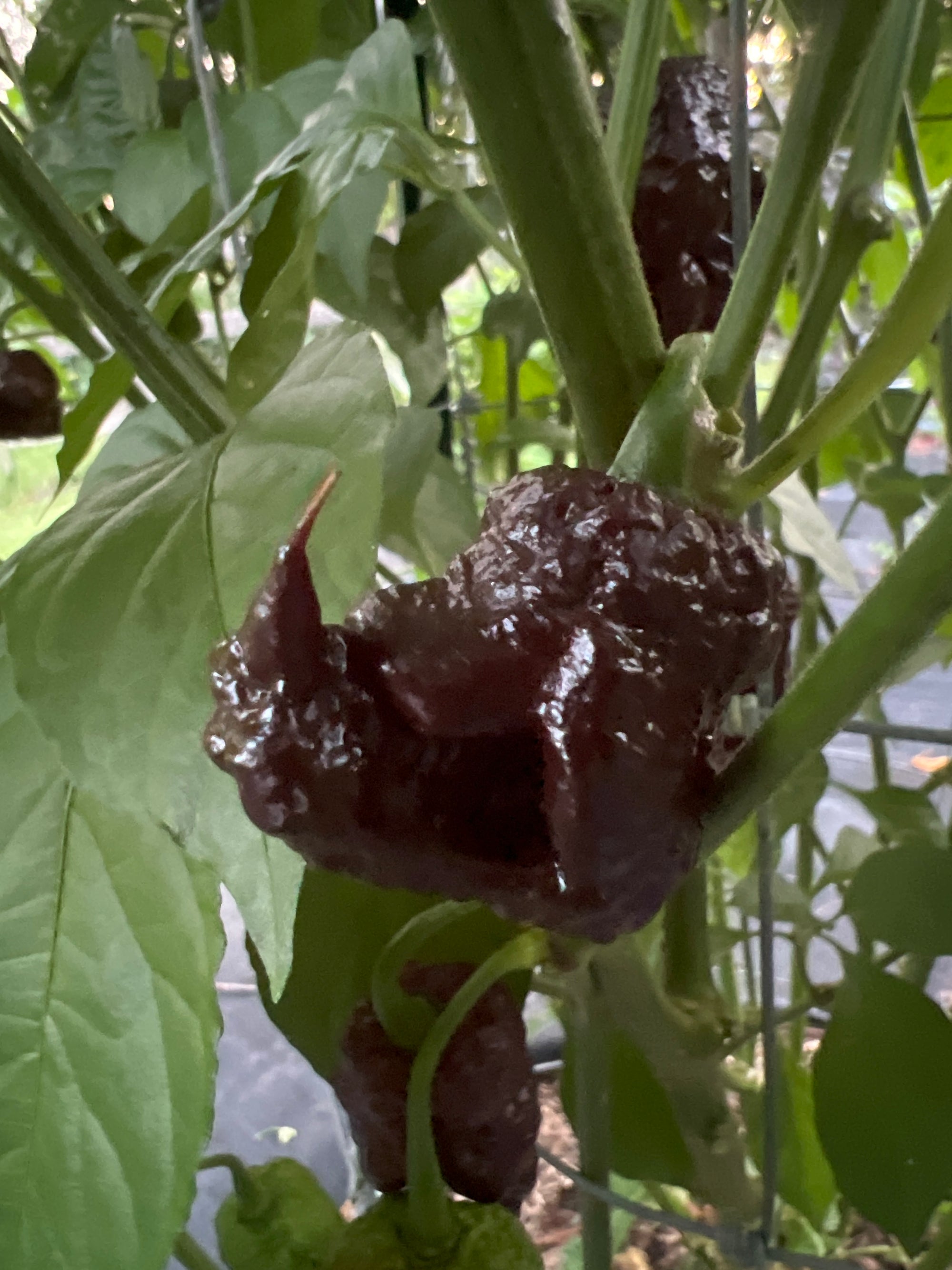 Fresh Bubblegum Frankenstein  Peppers (5-Pack)