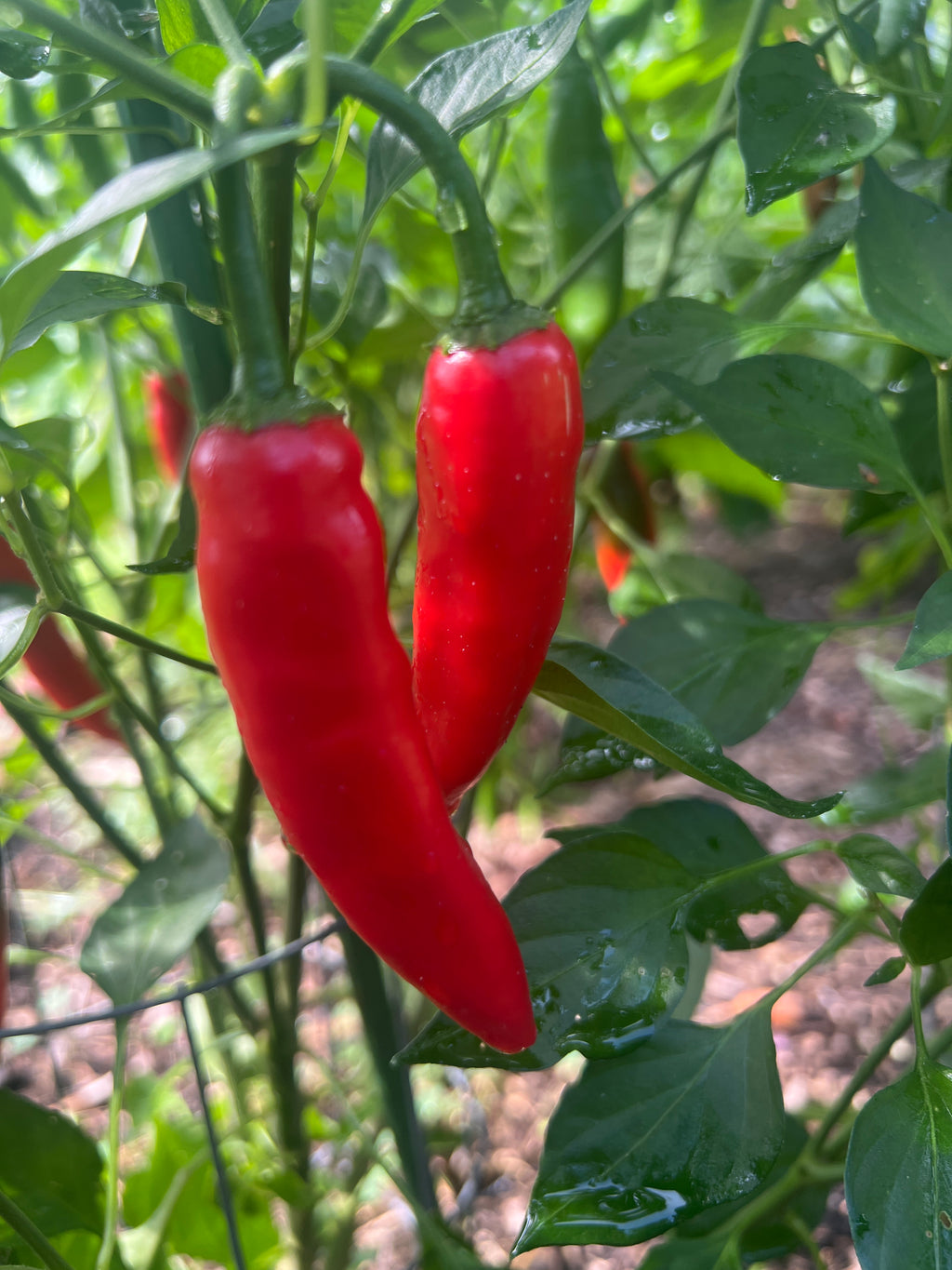 Fresh Serrano Peppers (5-Pack)