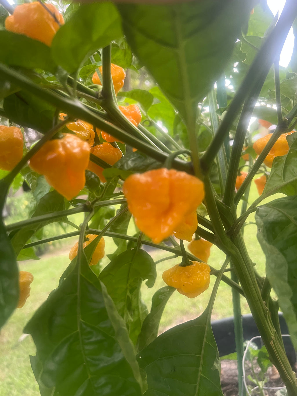Fresh Trinidad Scorpion Peppers (5-Pack)