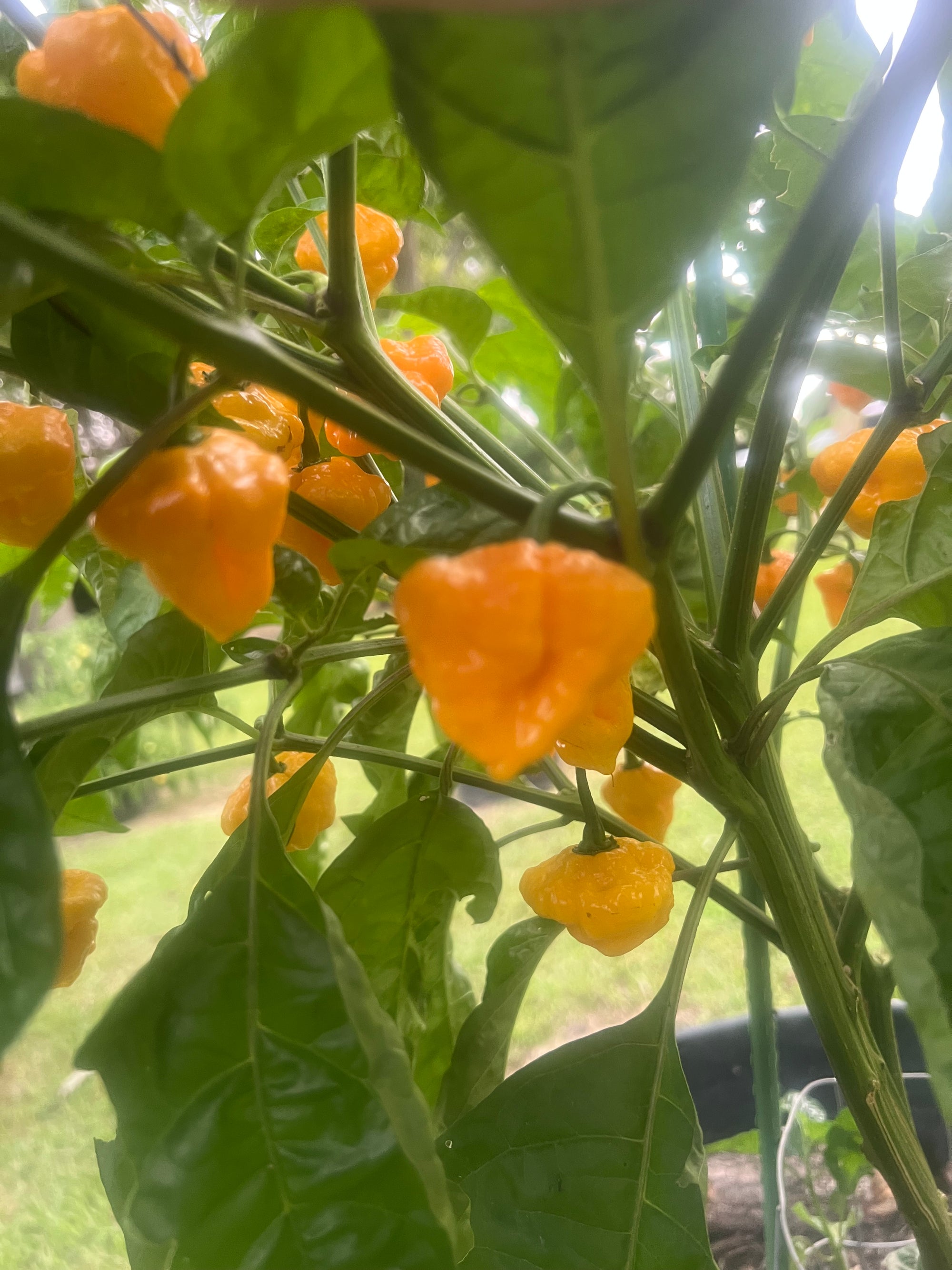 Fresh Trinidad Scorpion Peppers (5-Pack)