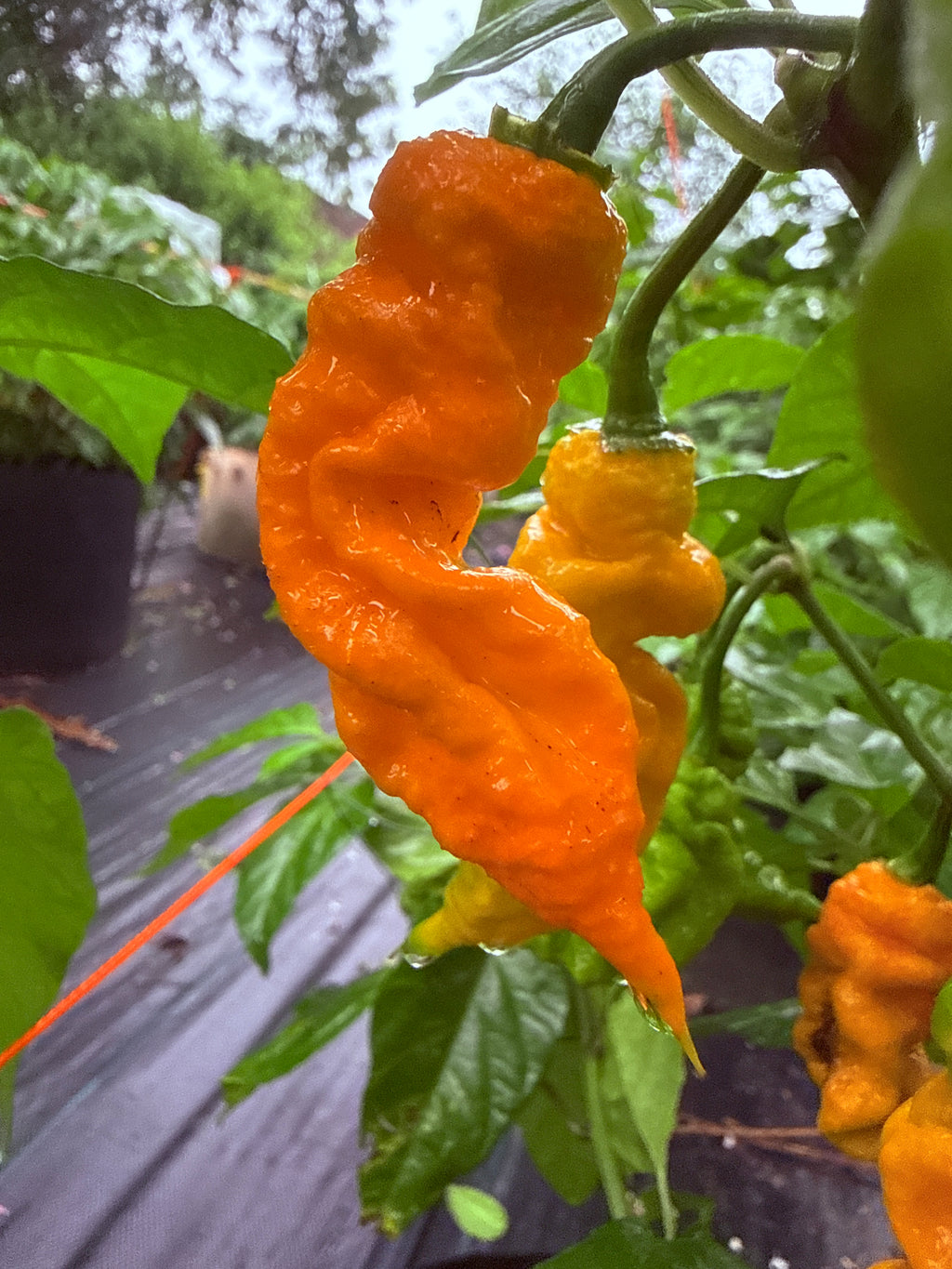 Fresh Peach Primotalii Peppers (5-Pack)