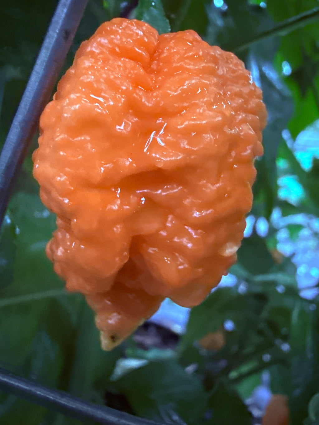 Fresh Fried Chicken Peppers (5-Pack)