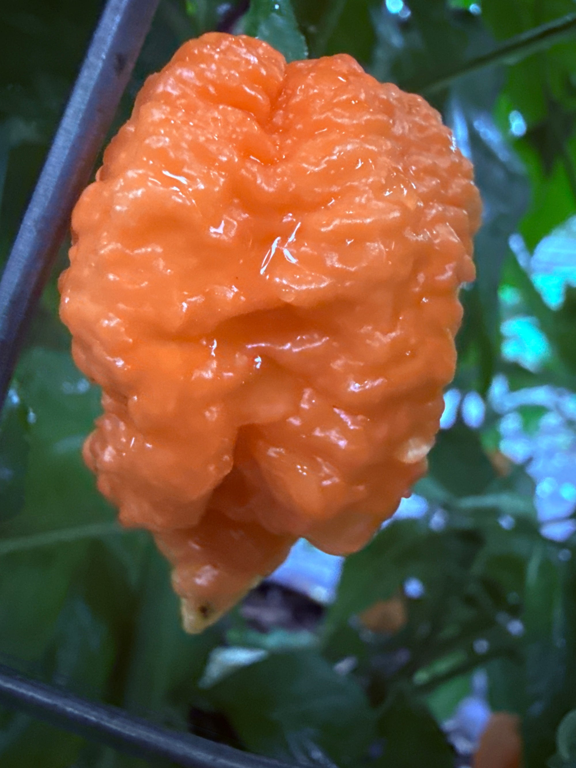 Fresh Fried Chicken Peppers (5-Pack)