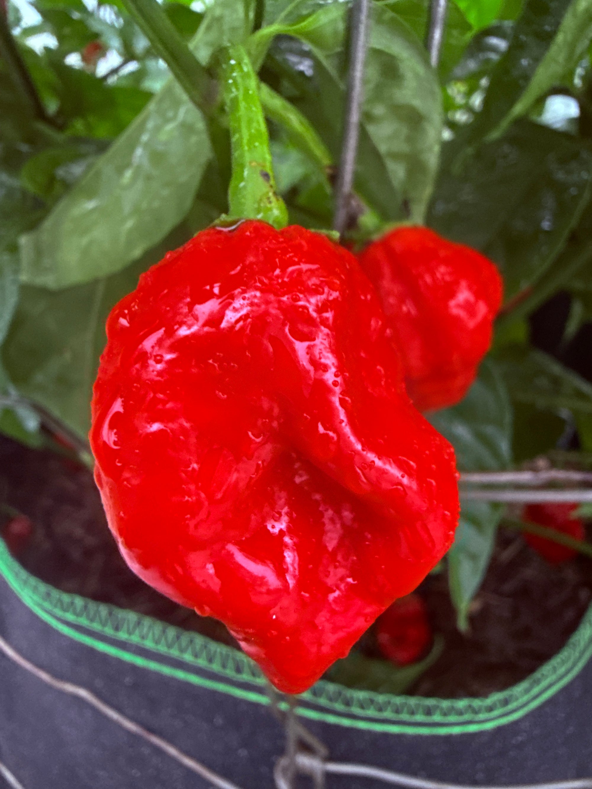 Fresh Bubblegum Red Pepper (5-Pack)