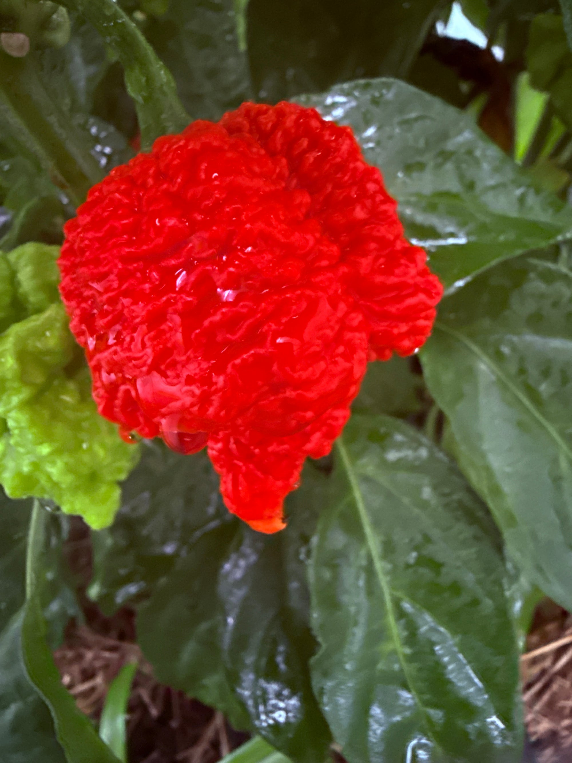 Fresh RB003 Peppers (5-Pack)