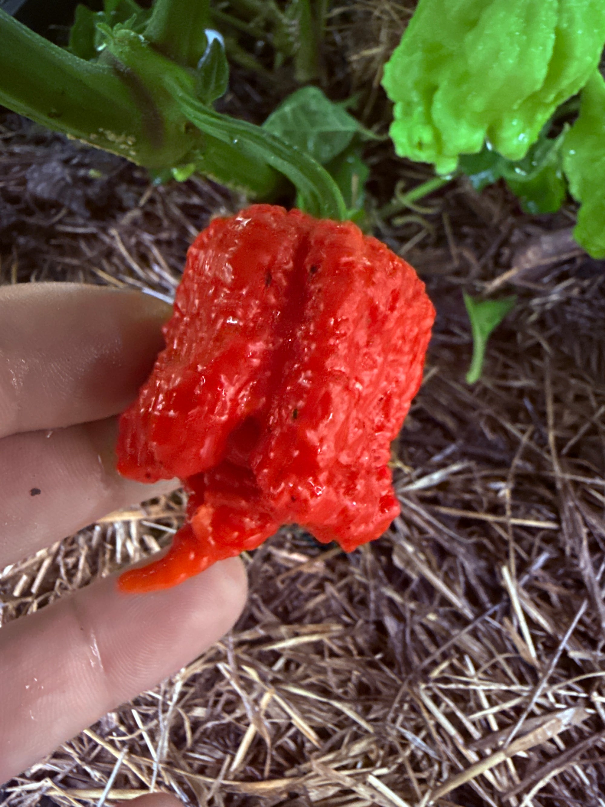 Fresh Beast Peppers (5-Pack)