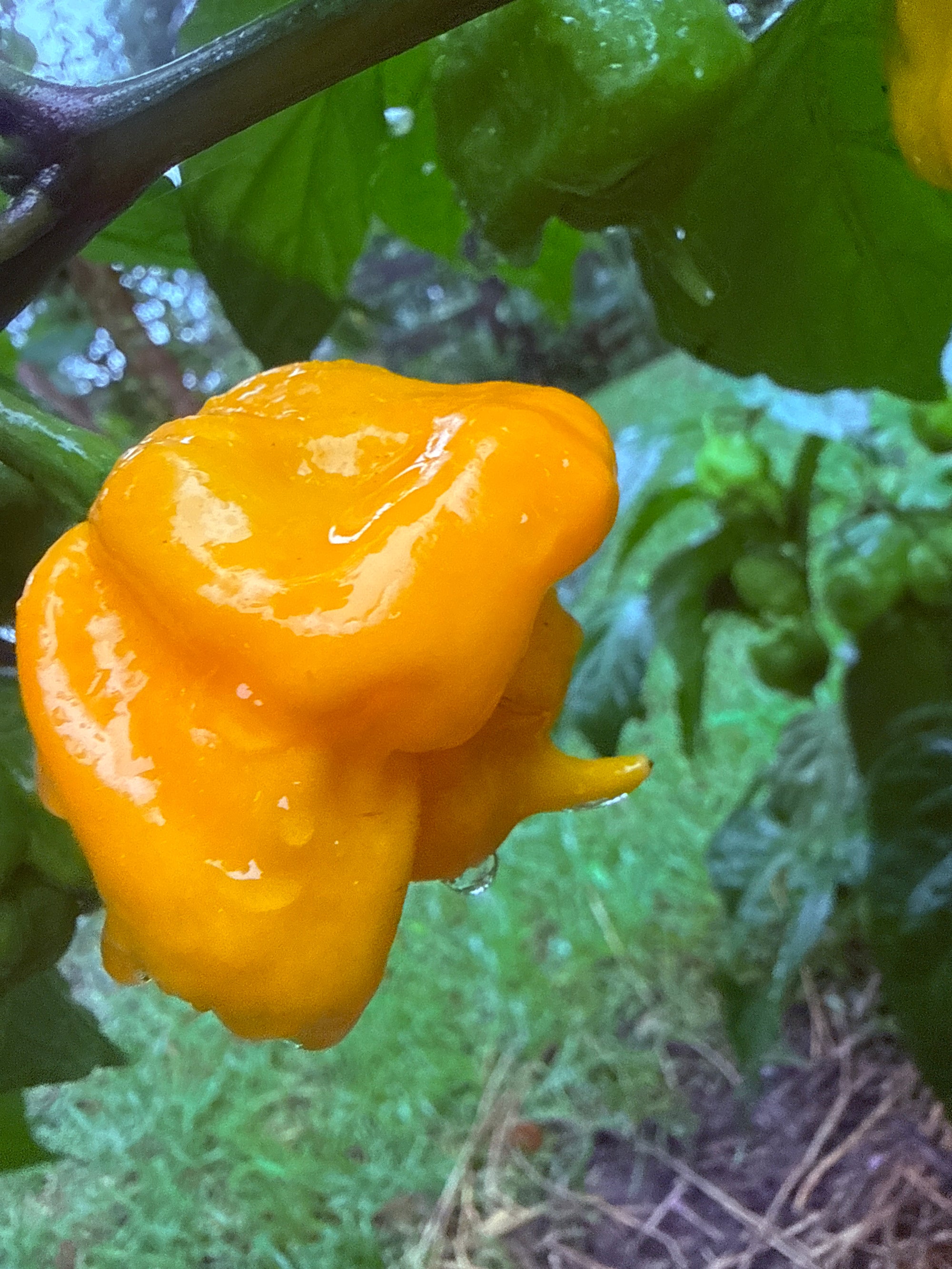 Fresh Scotch Hog Bonnet Peppers (5-Pack)