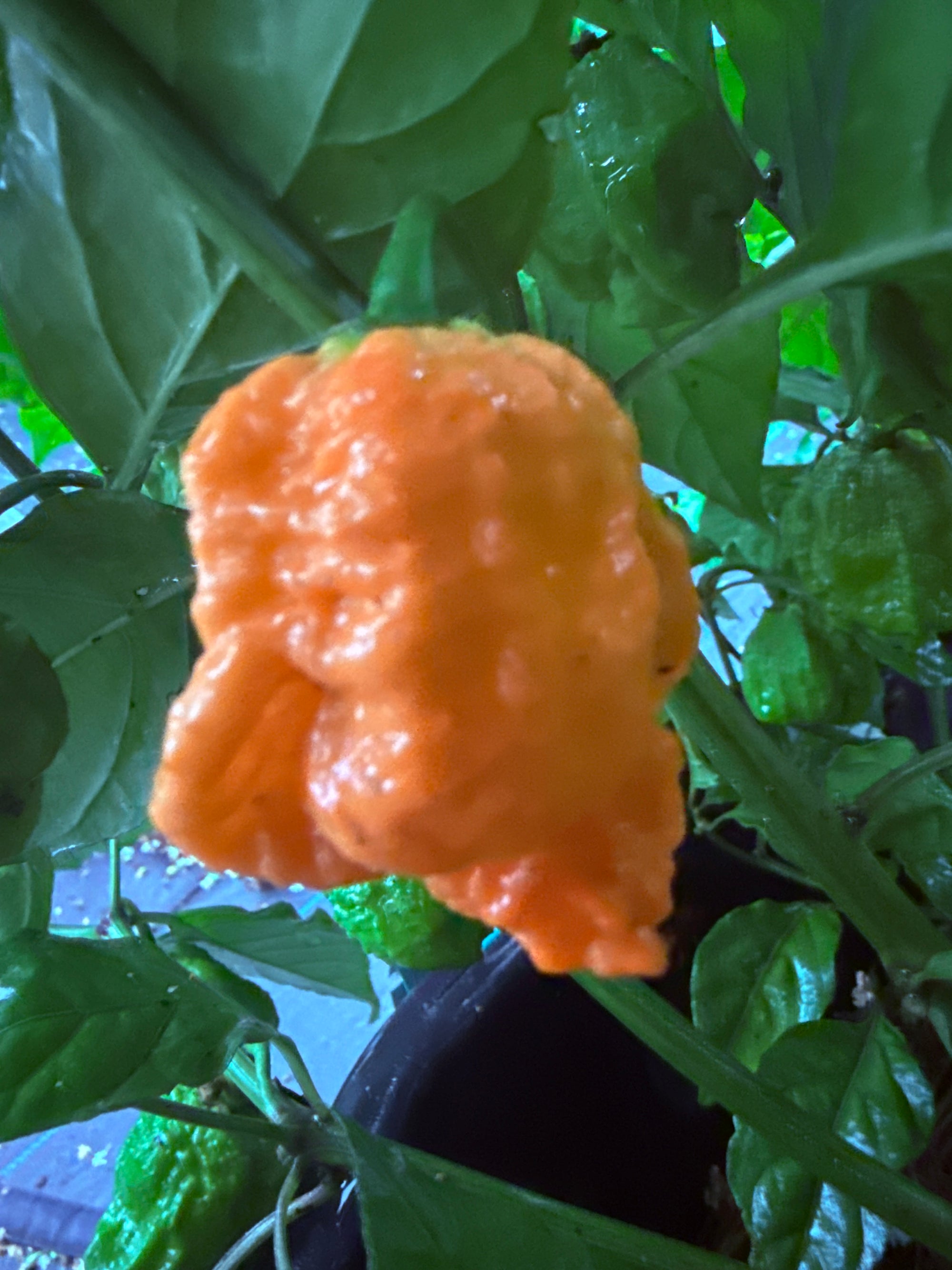 Fresh Preacher Peppers (5-Pack)
