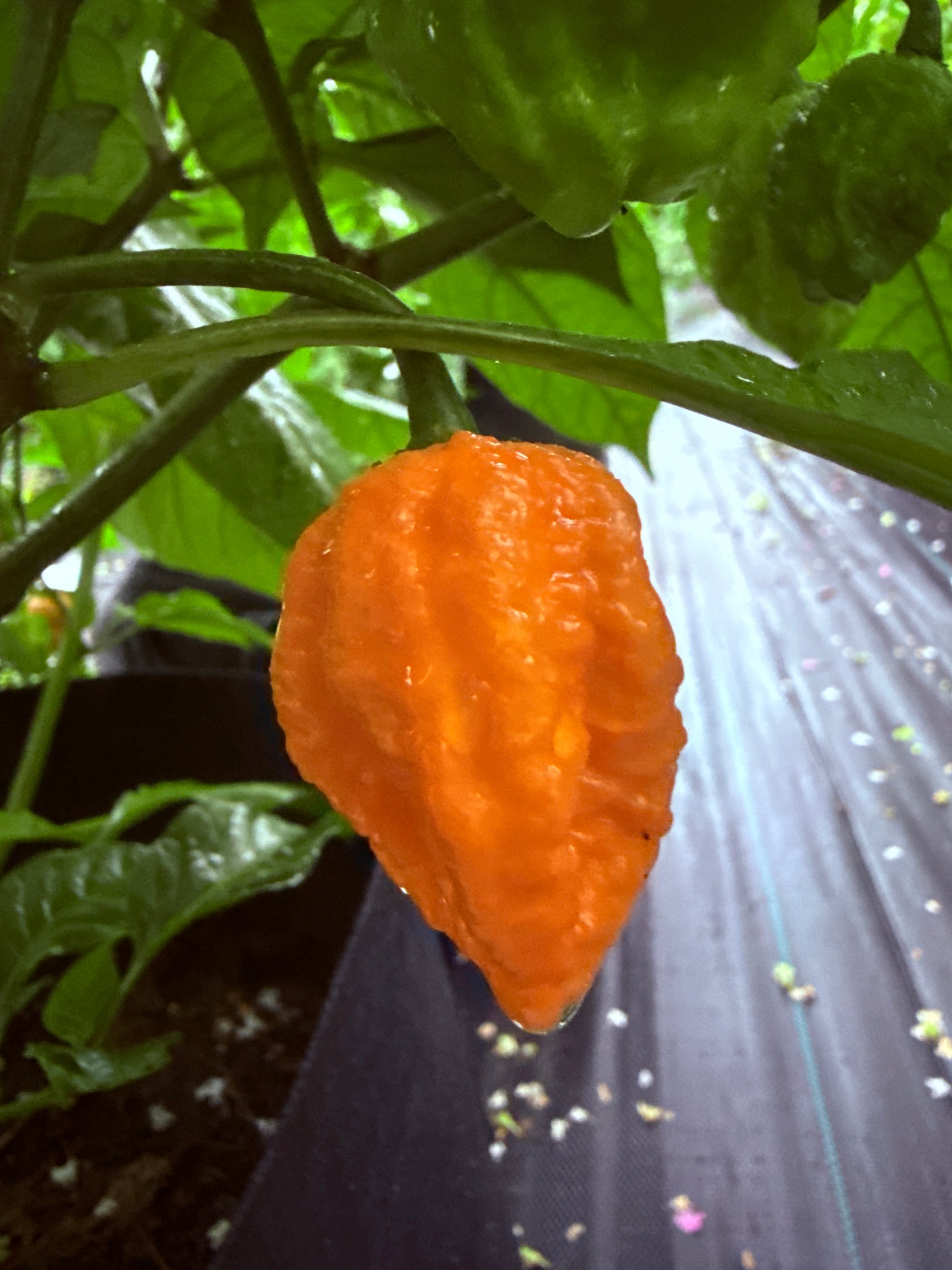 Fresh Orange Flamethrower Peppers (5-Pack)