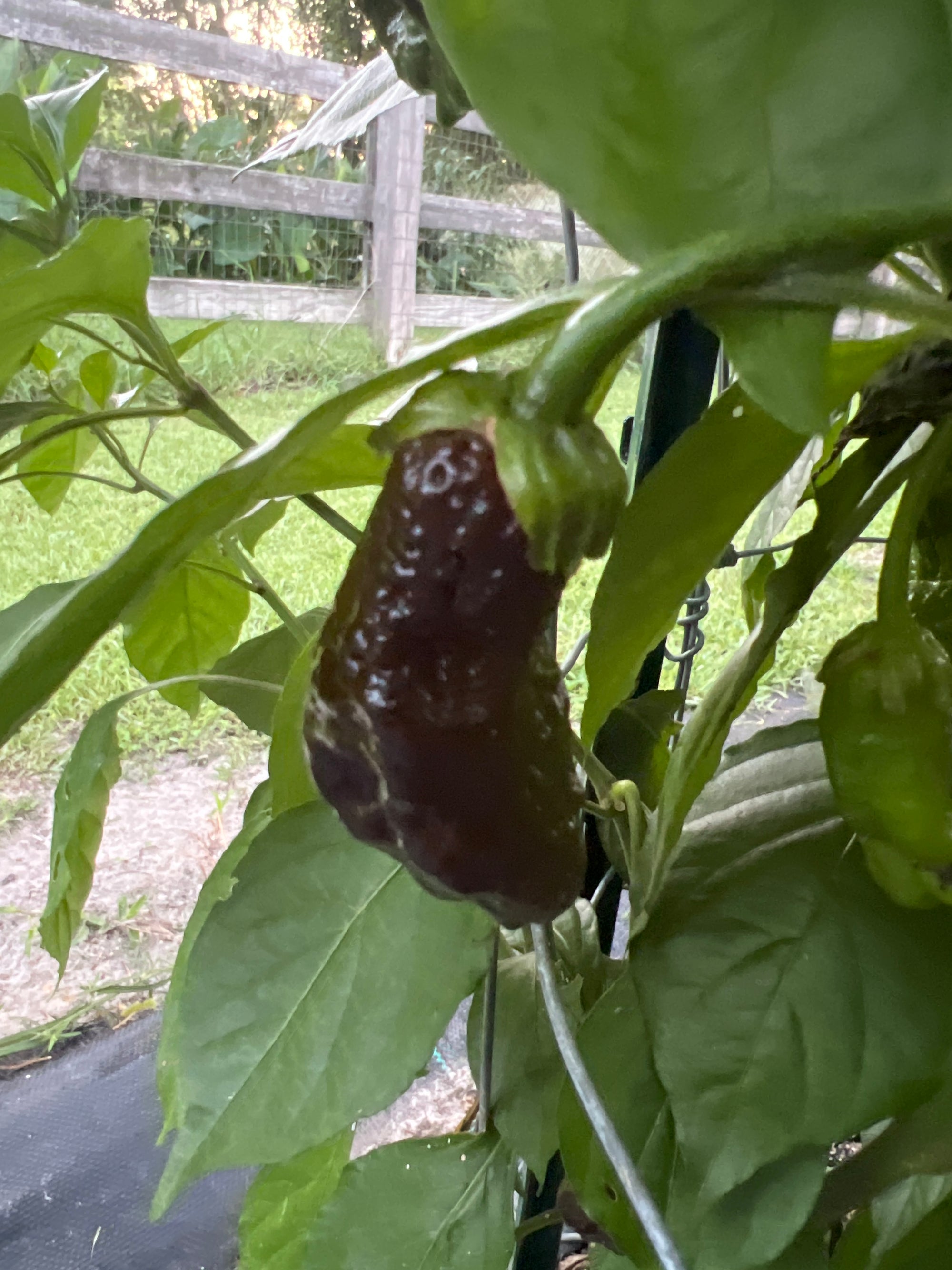 Fresh Bubblegum Frankenstein  Peppers (5-Pack)