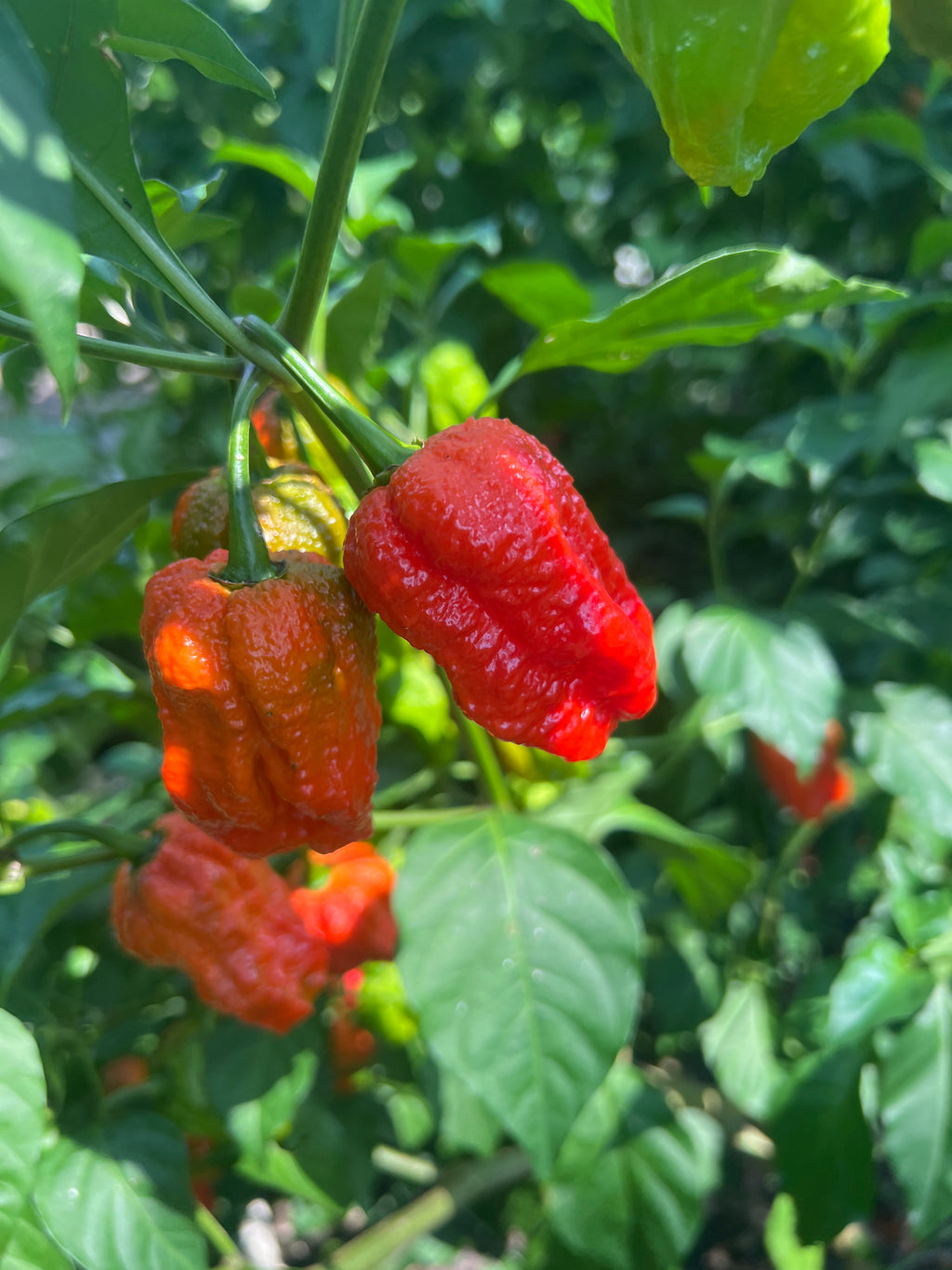 Fresh Bhut Jalokia Peppers (5-Pack)