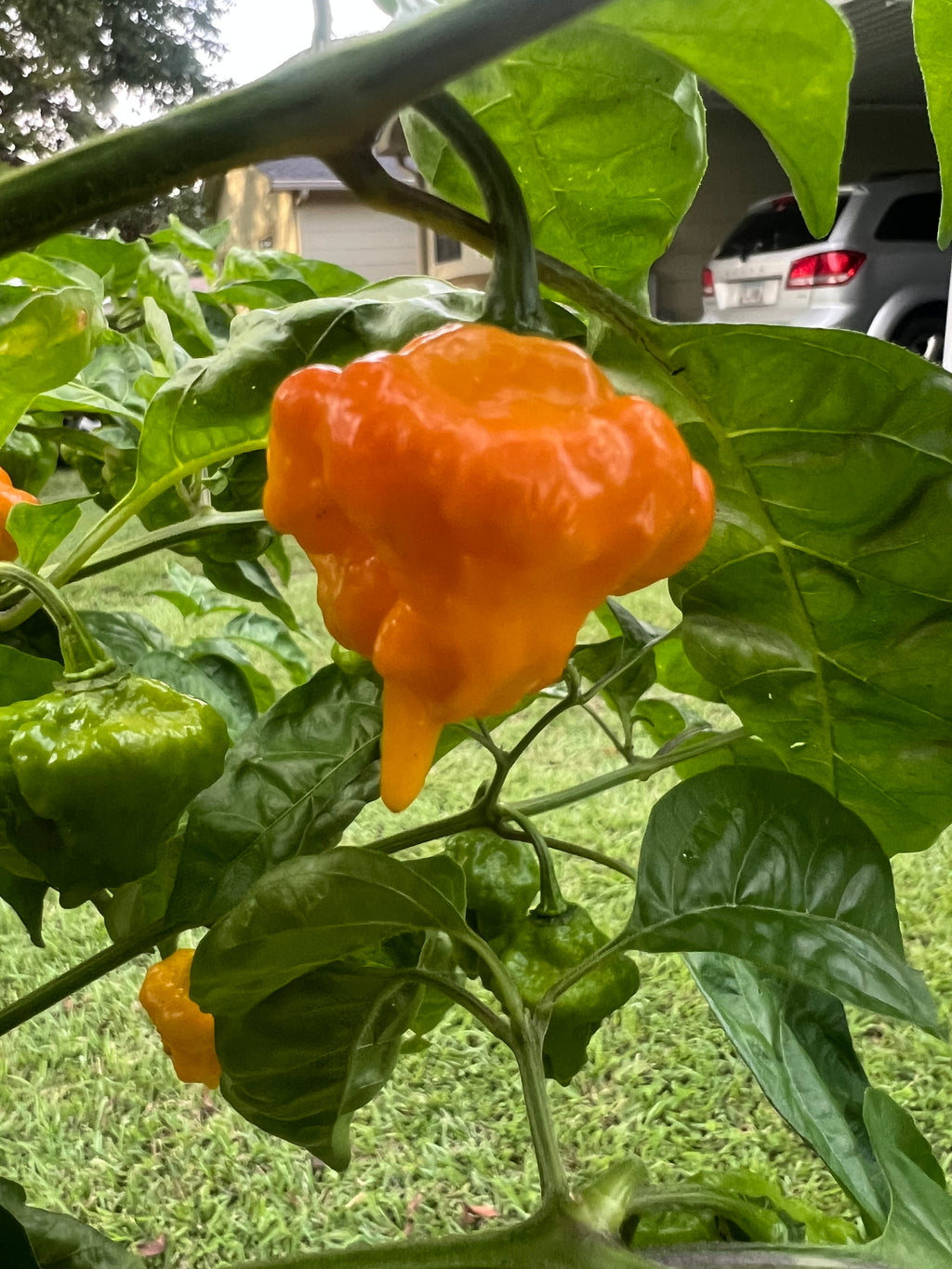 Fresh Trinidad Scorpion Peppers (5-Pack)