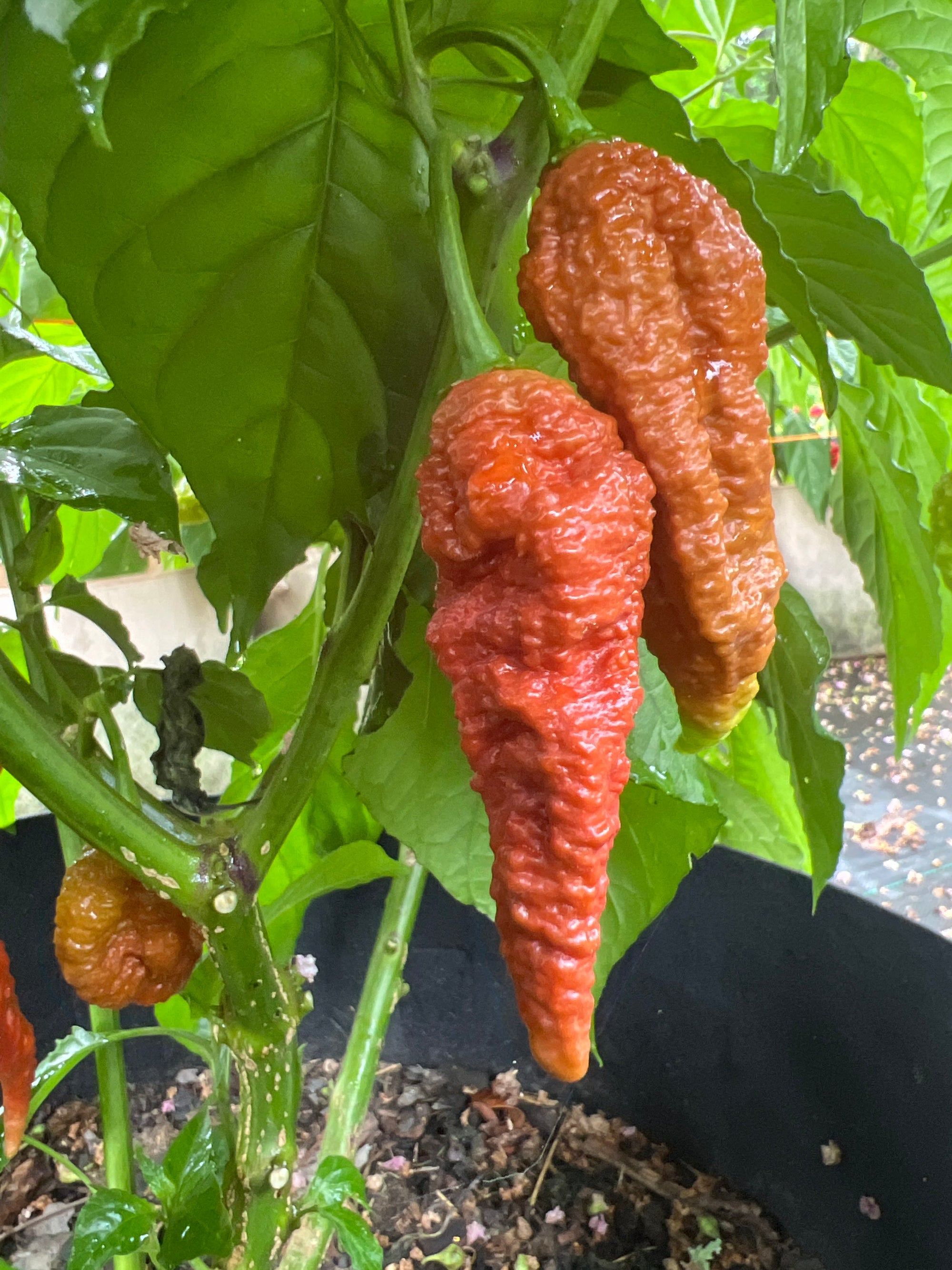 Fresh Basilisk Pepper (5-Pack)