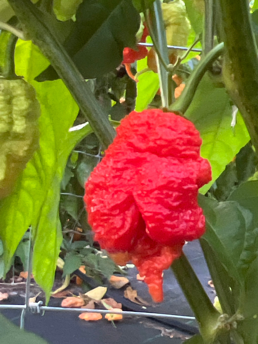 Fresh Red Fried Chicken Cross  Peppers (5-Pack)