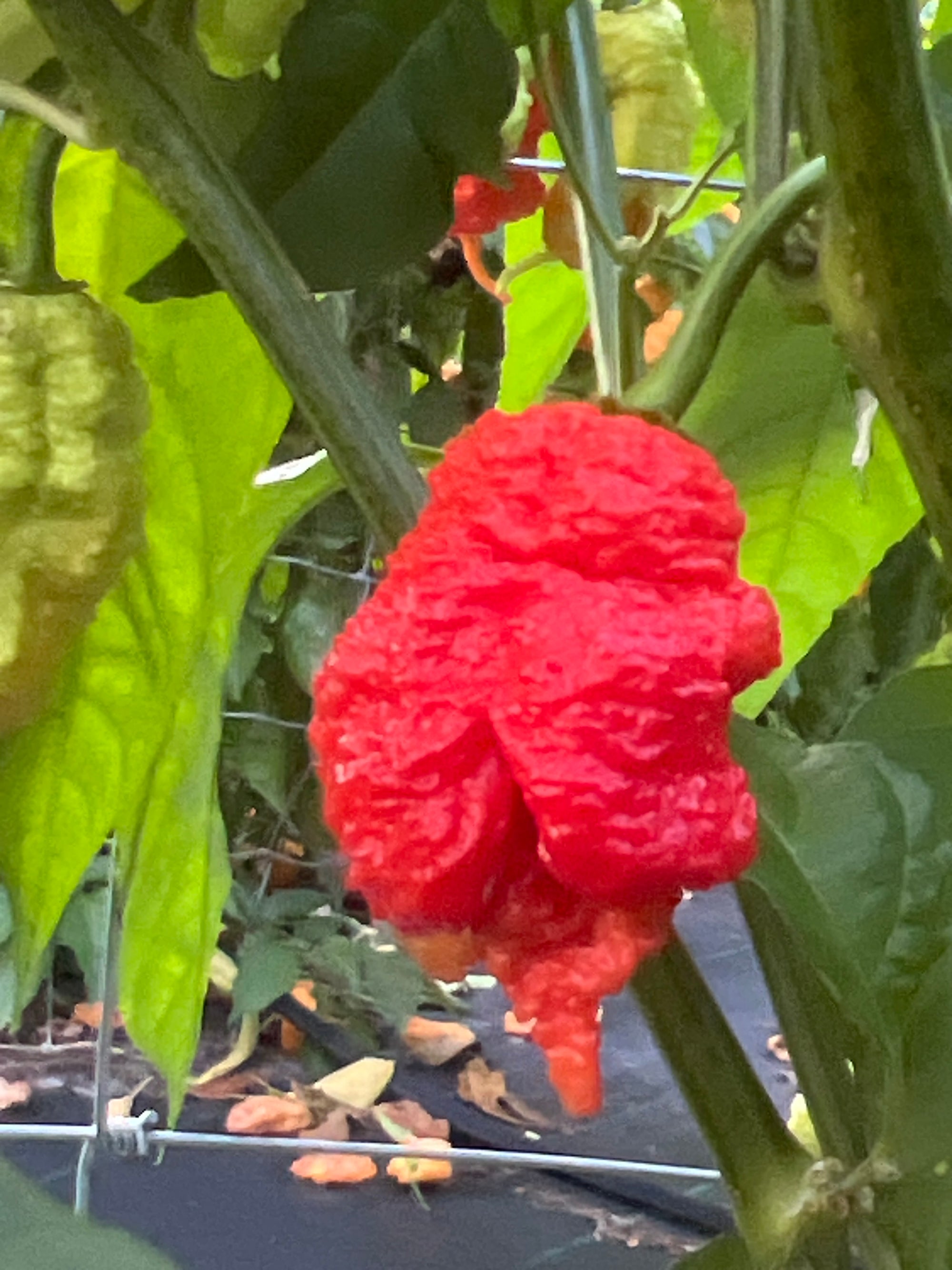 Fresh Red Fried Chicken Cross  Peppers (5-Pack)
