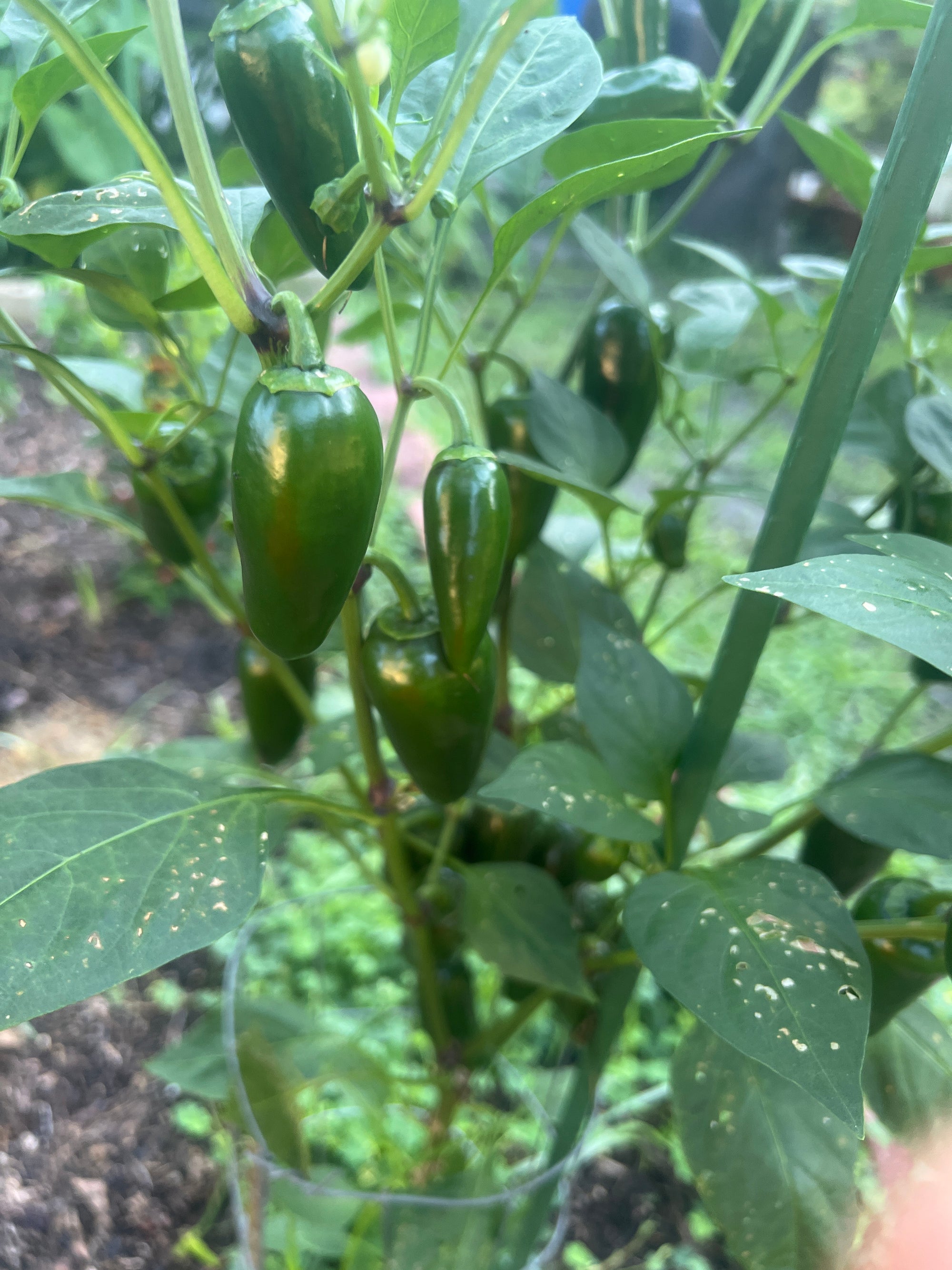 Fresh Jalapeño Peppers (5-Pack)