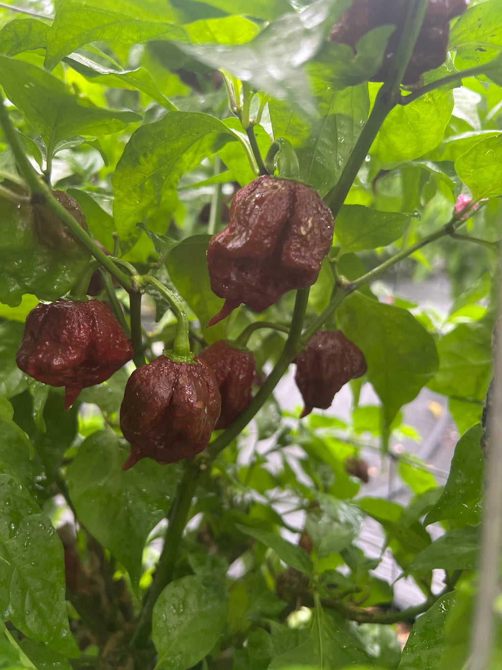 Fresh Chocolate Reapers (5 Pack)