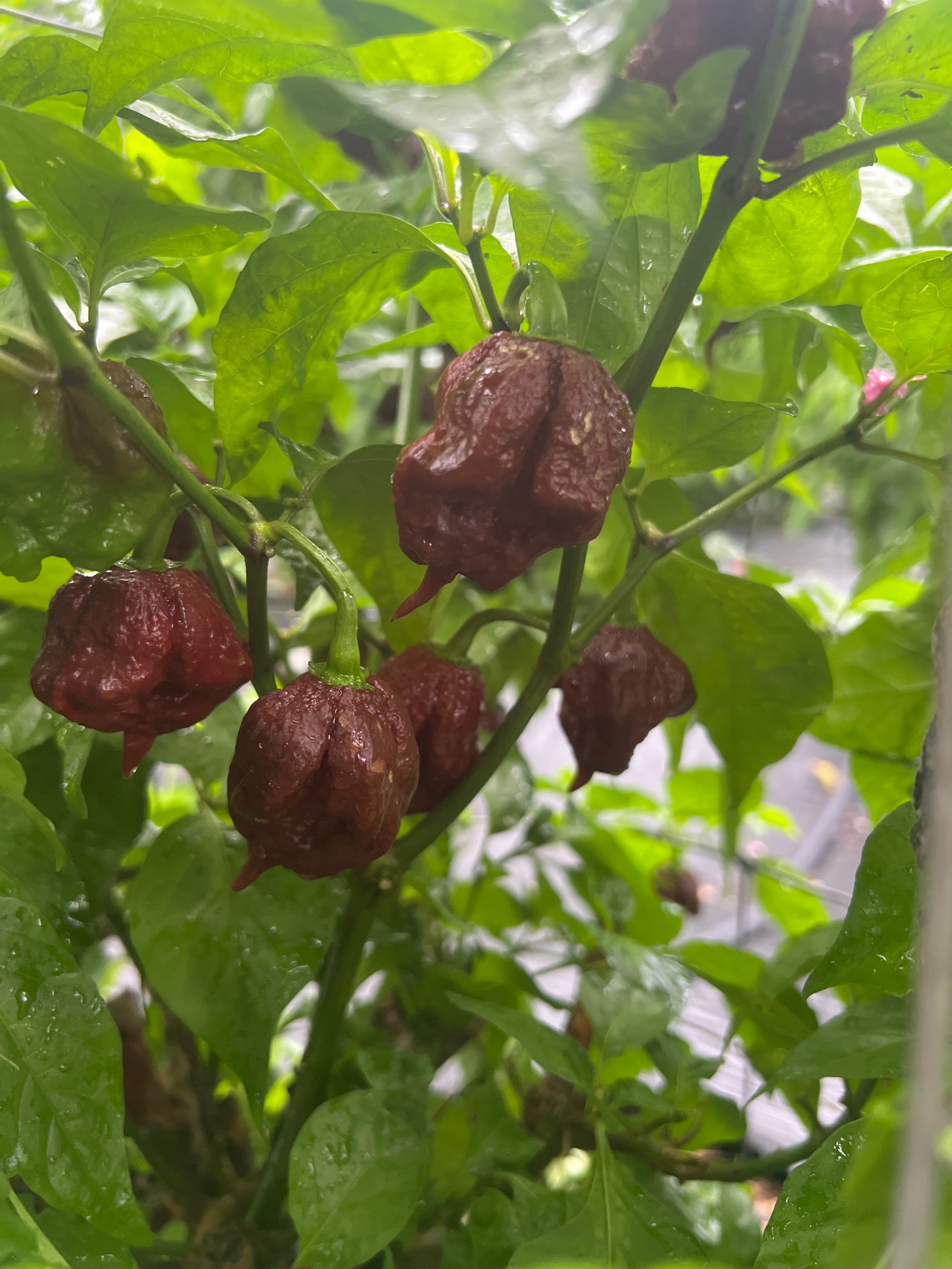 Fresh Chocolate Reapers (5 Pack)