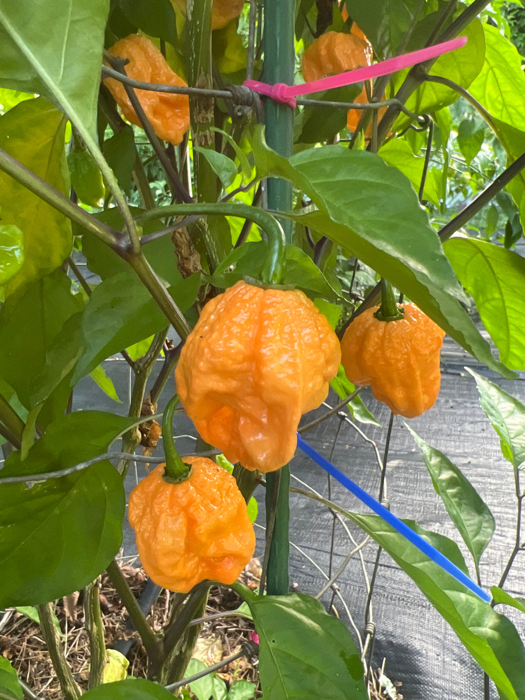Fresh Farquad Pepper (5-Pack)