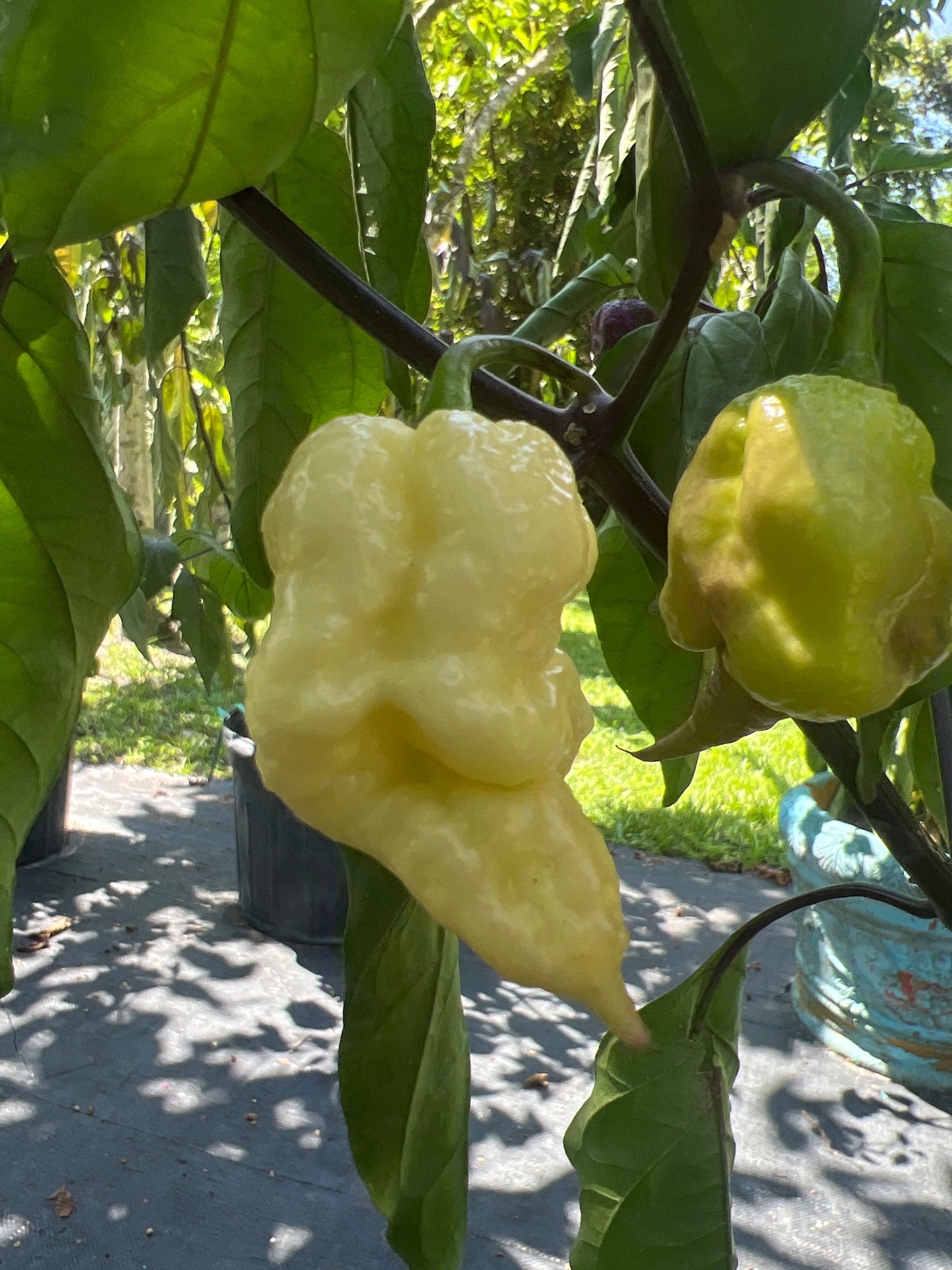 Fresh Jays Pink Reaper Lemon Peppers (5-Pack)