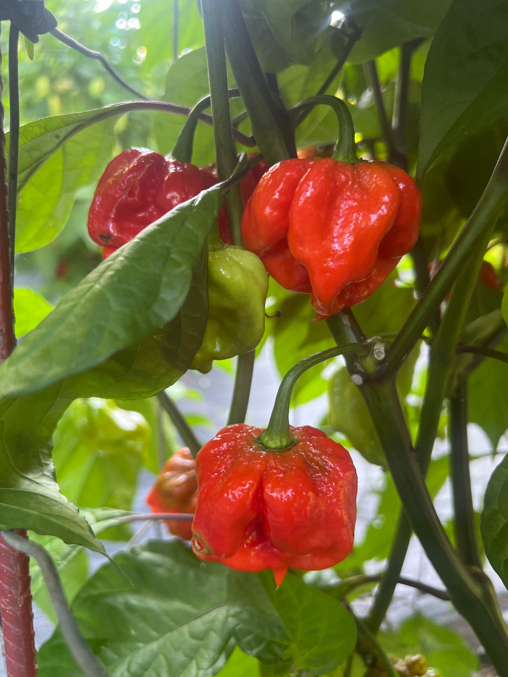 Fresh Apples of Eden Peppers (5-Pack)