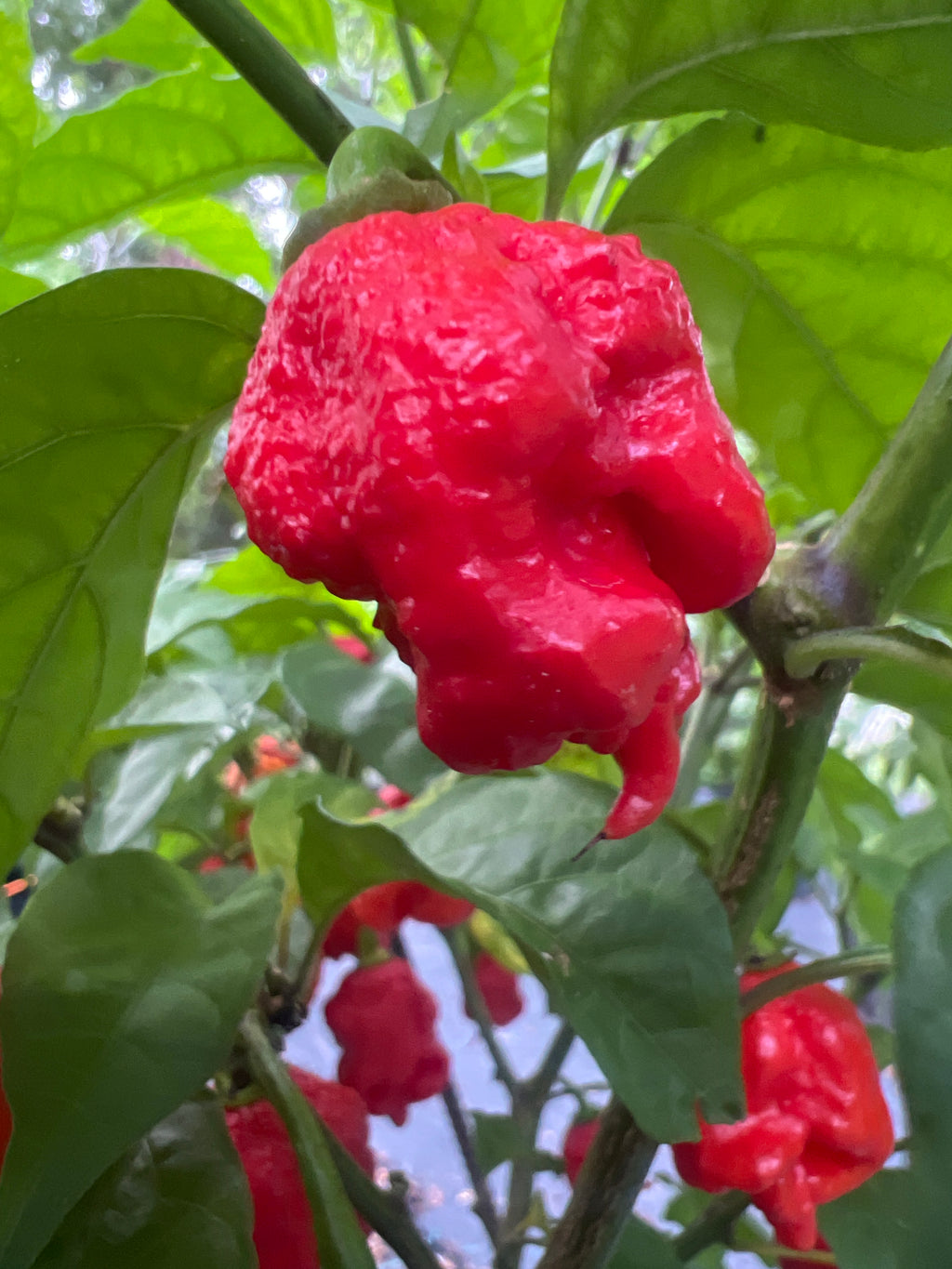 Fresh 7 Pot Primo Cross 2 (5-Pack)