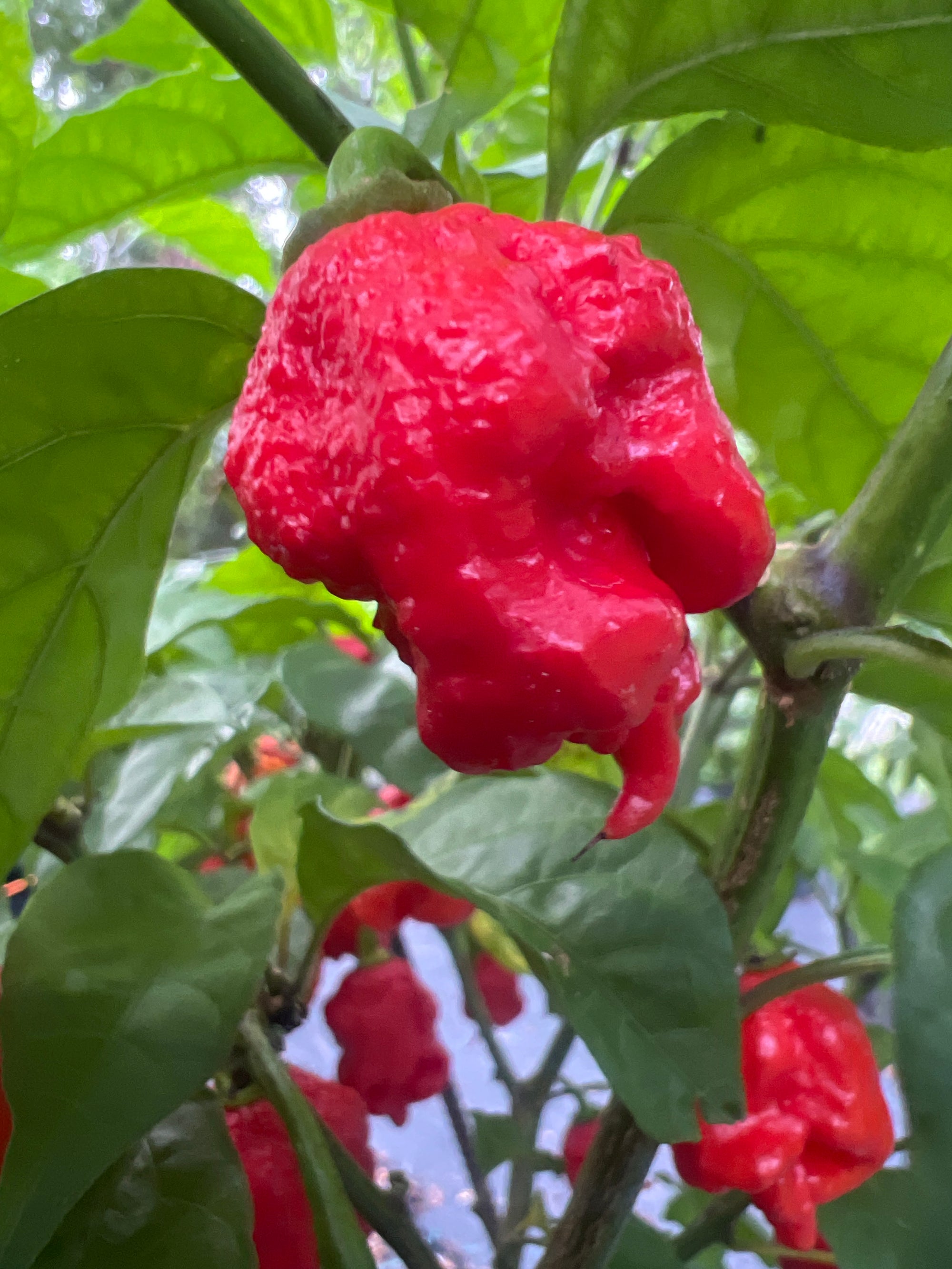 Fresh 7 Pot Primo Cross 2 (5-Pack)