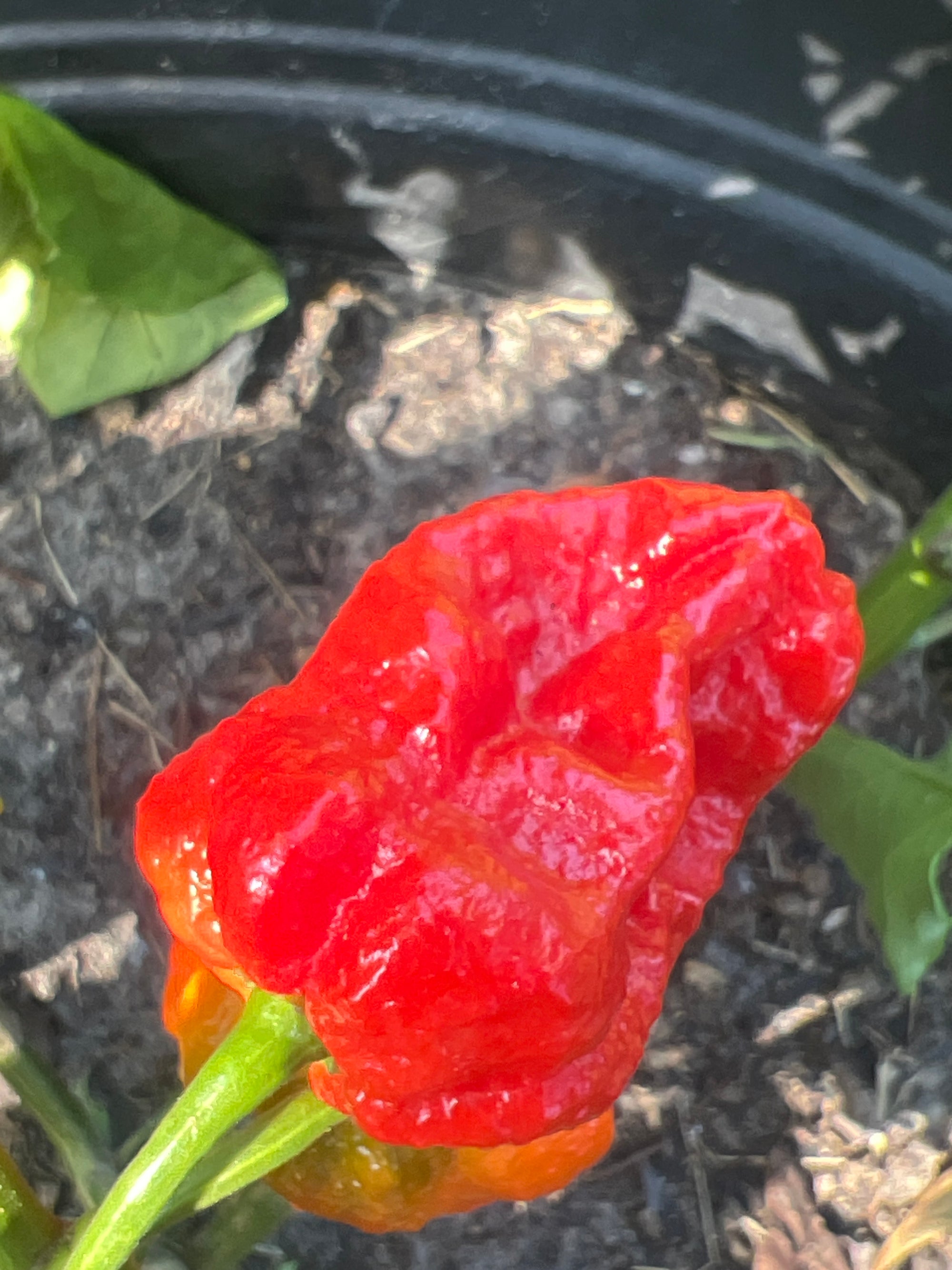 Fresh Naglah  Peppers (5-Pack)