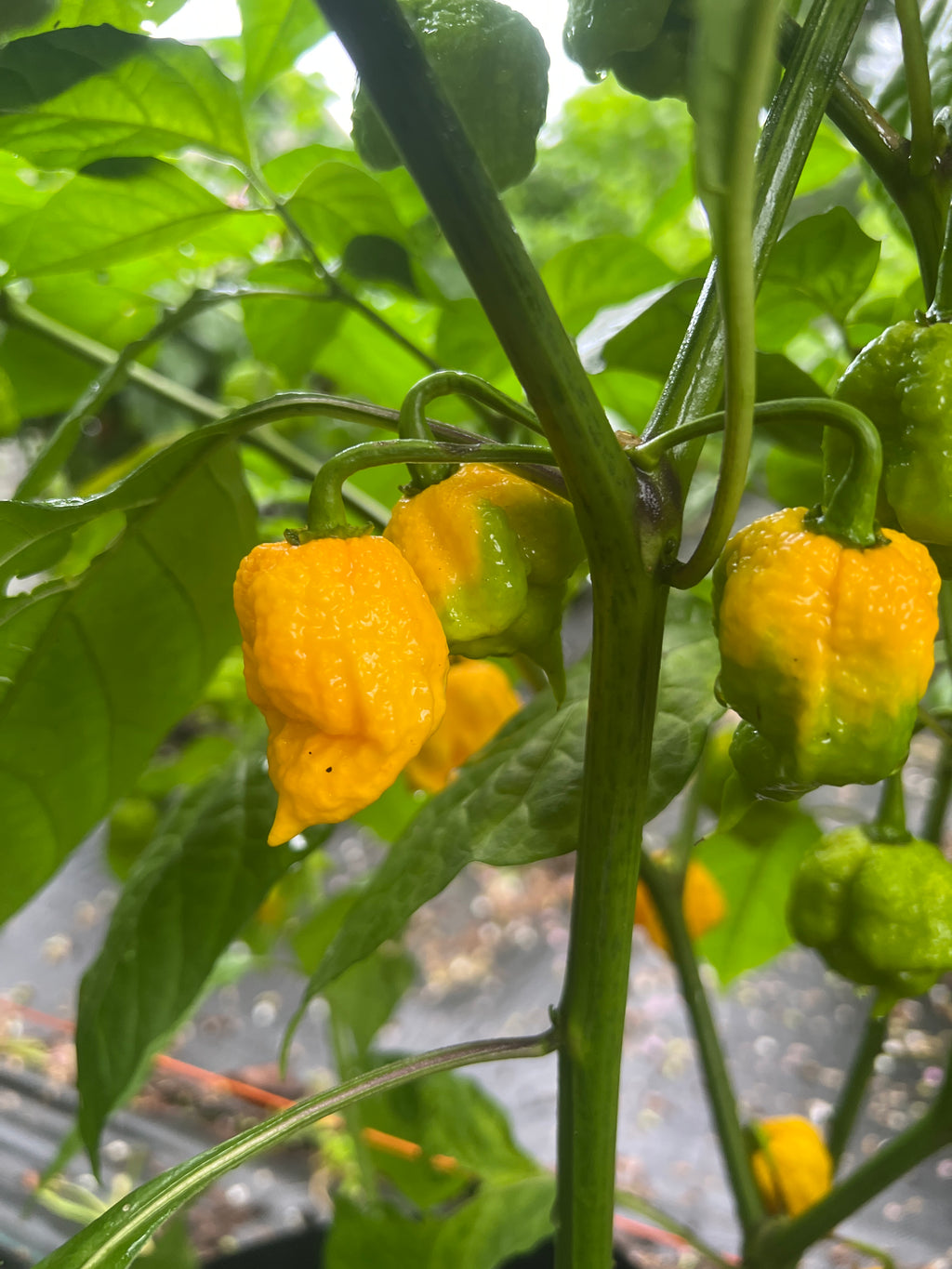 Fresh 7 Pot Maruga Scorpion Peppers (5-Pack)