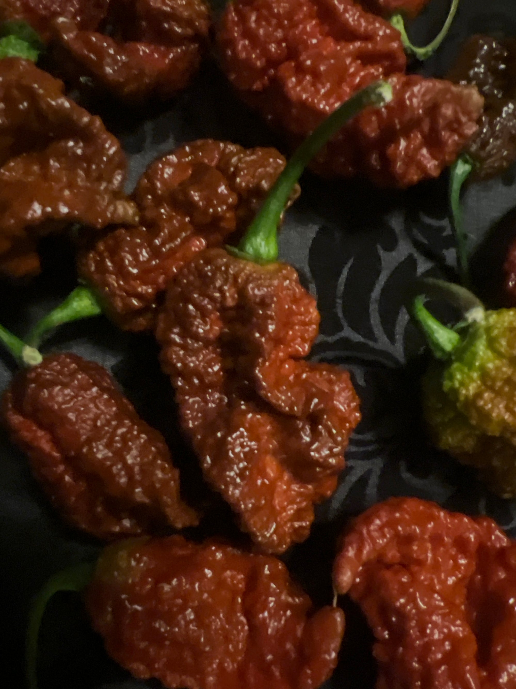 Fresh Bizmark Pepper (5-Pack)