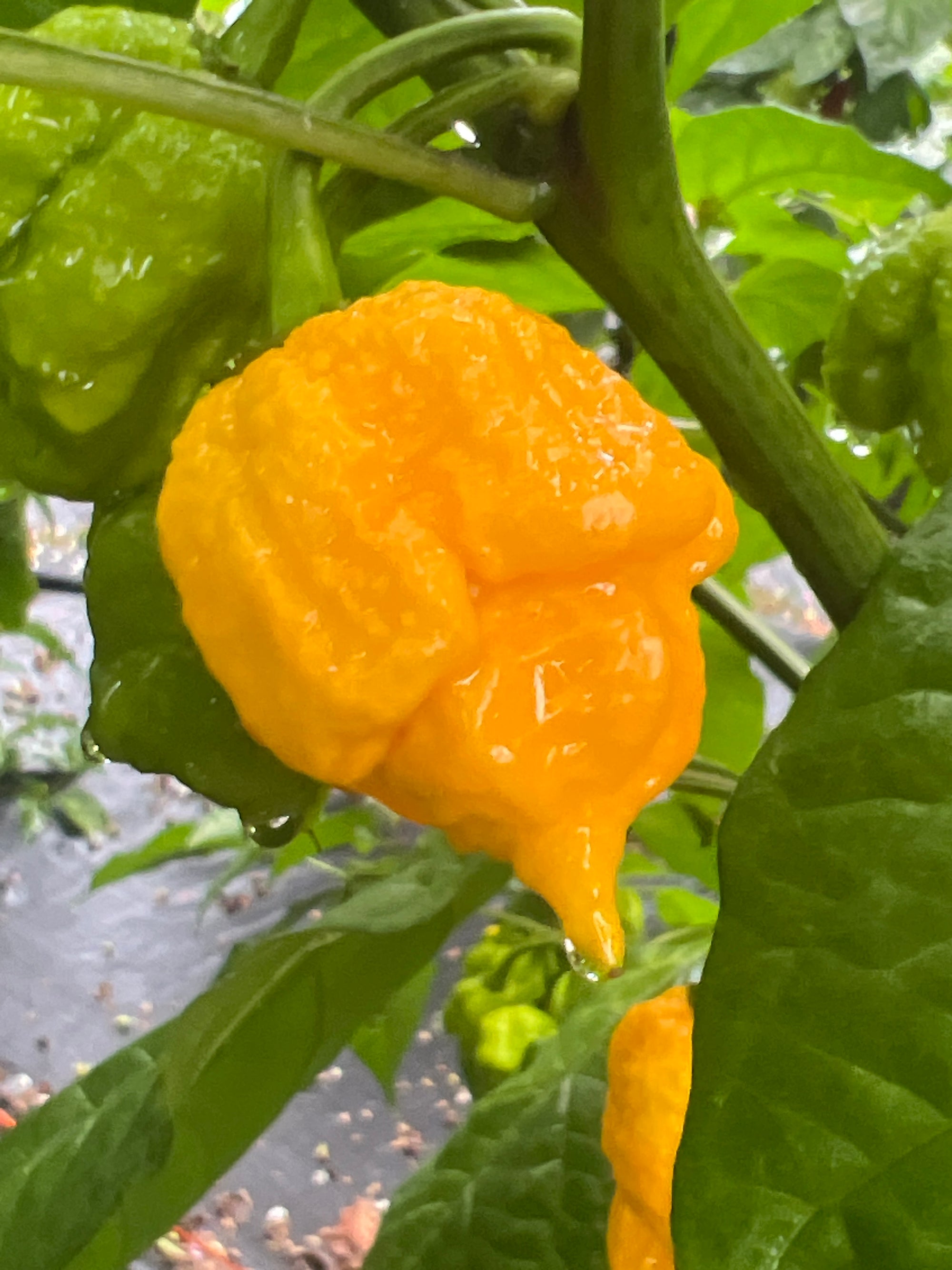 Fresh 7 Pot Maruga Scorpion Peppers (5-Pack)