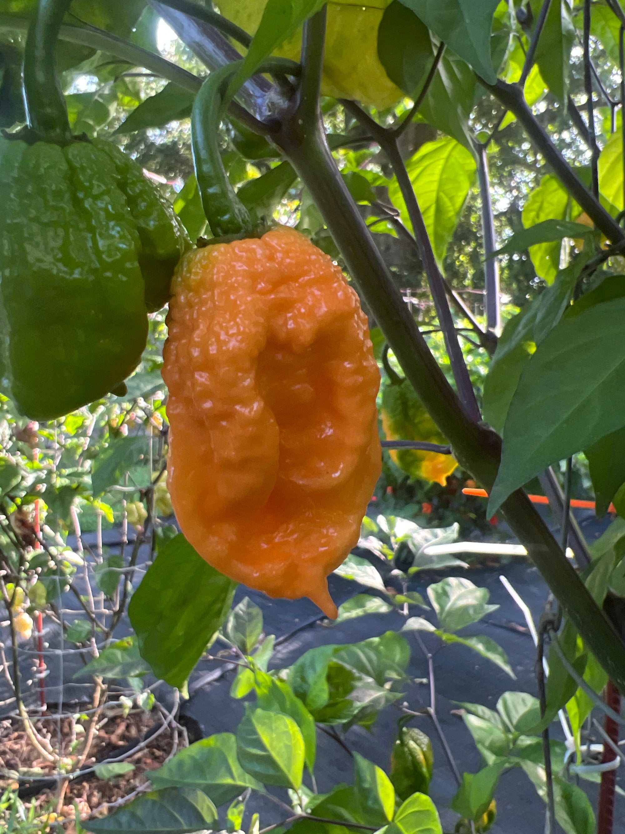 Fresh Farquad Pepper (5-Pack)