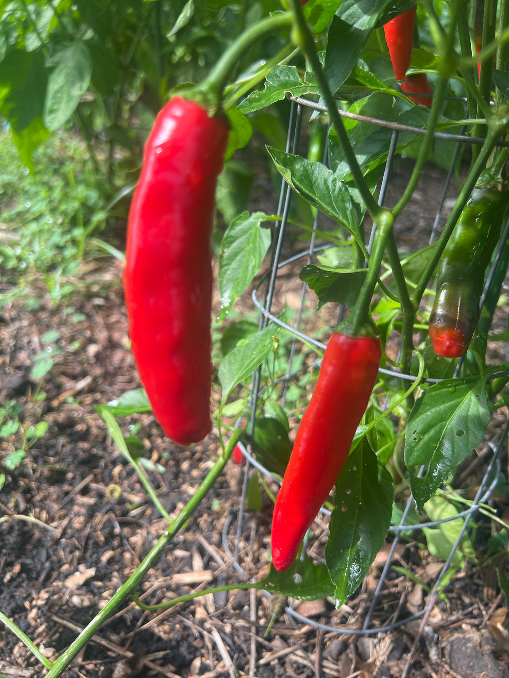 Fresh Serrano Peppers (5-Pack)