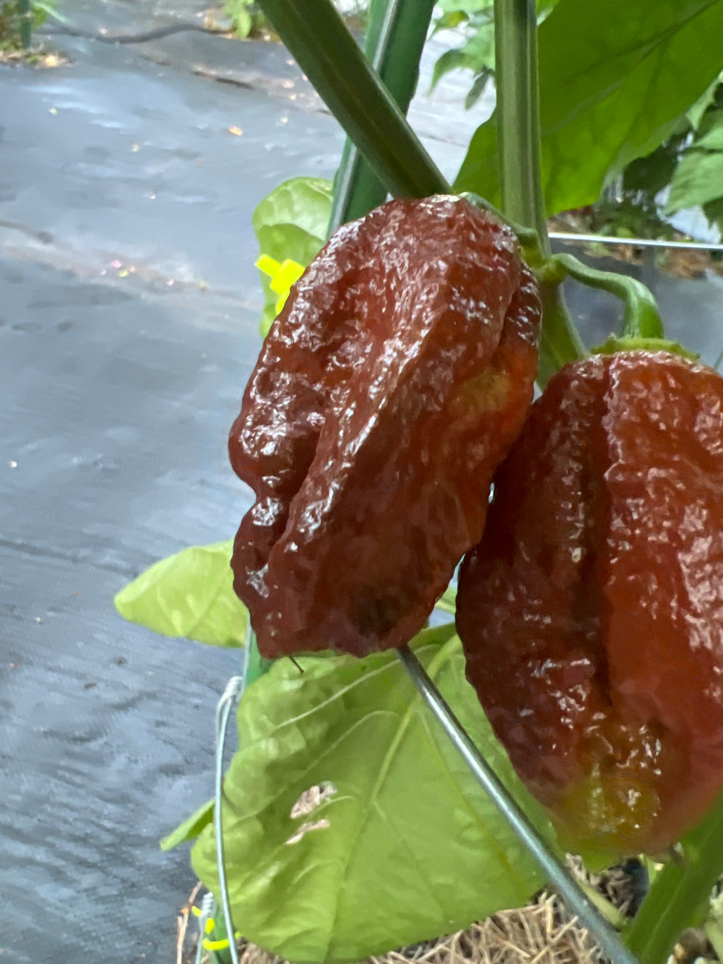 Fresh Chocolate Dragon’s Breath (5-Pack)