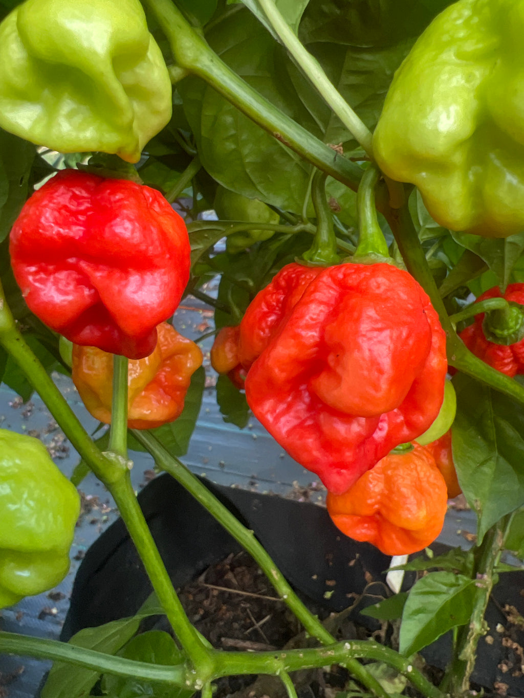 Fresh Hell Bender Peppers (5-Pack)
