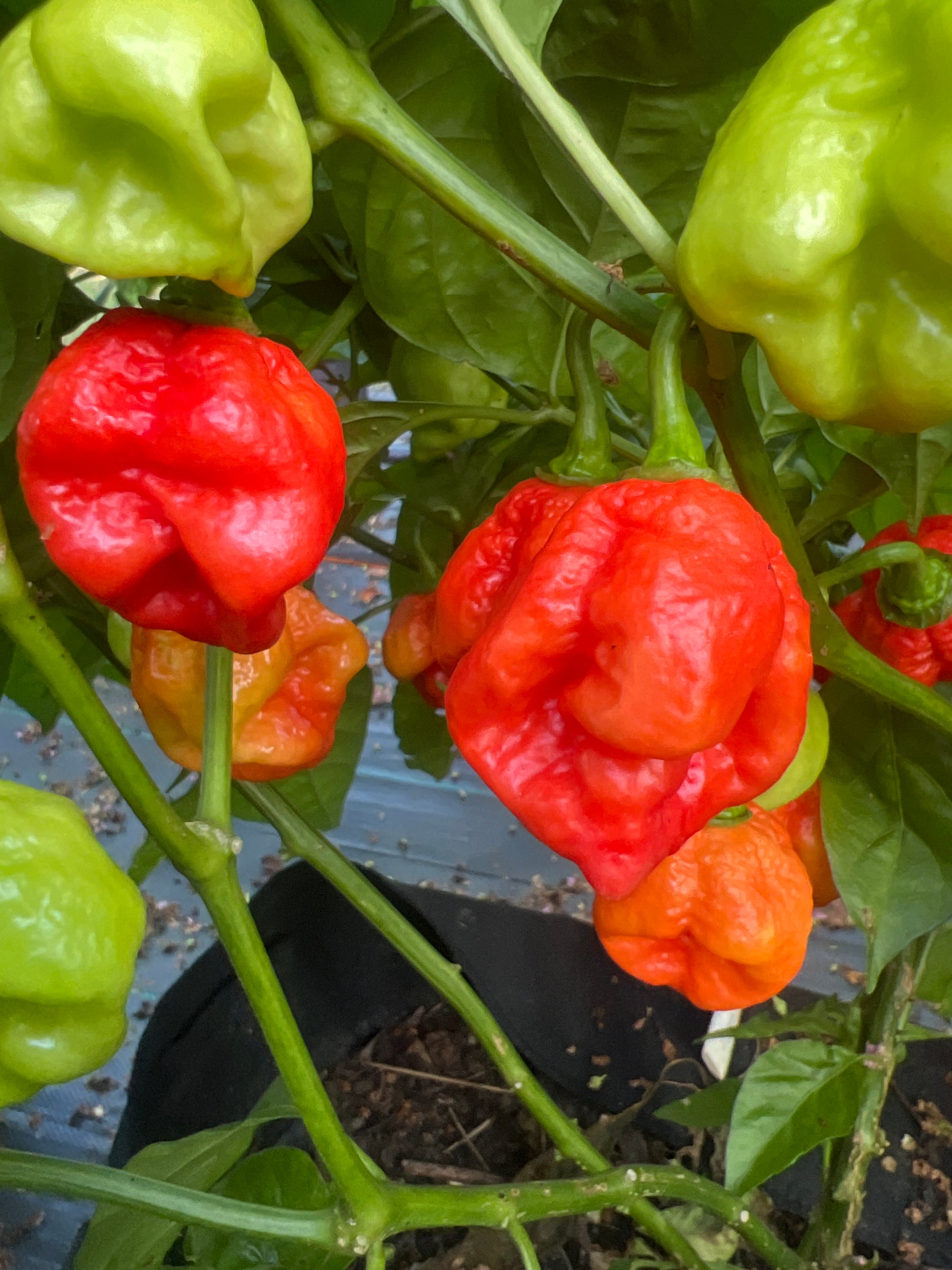 Fresh Hell Bender Peppers (5-Pack)