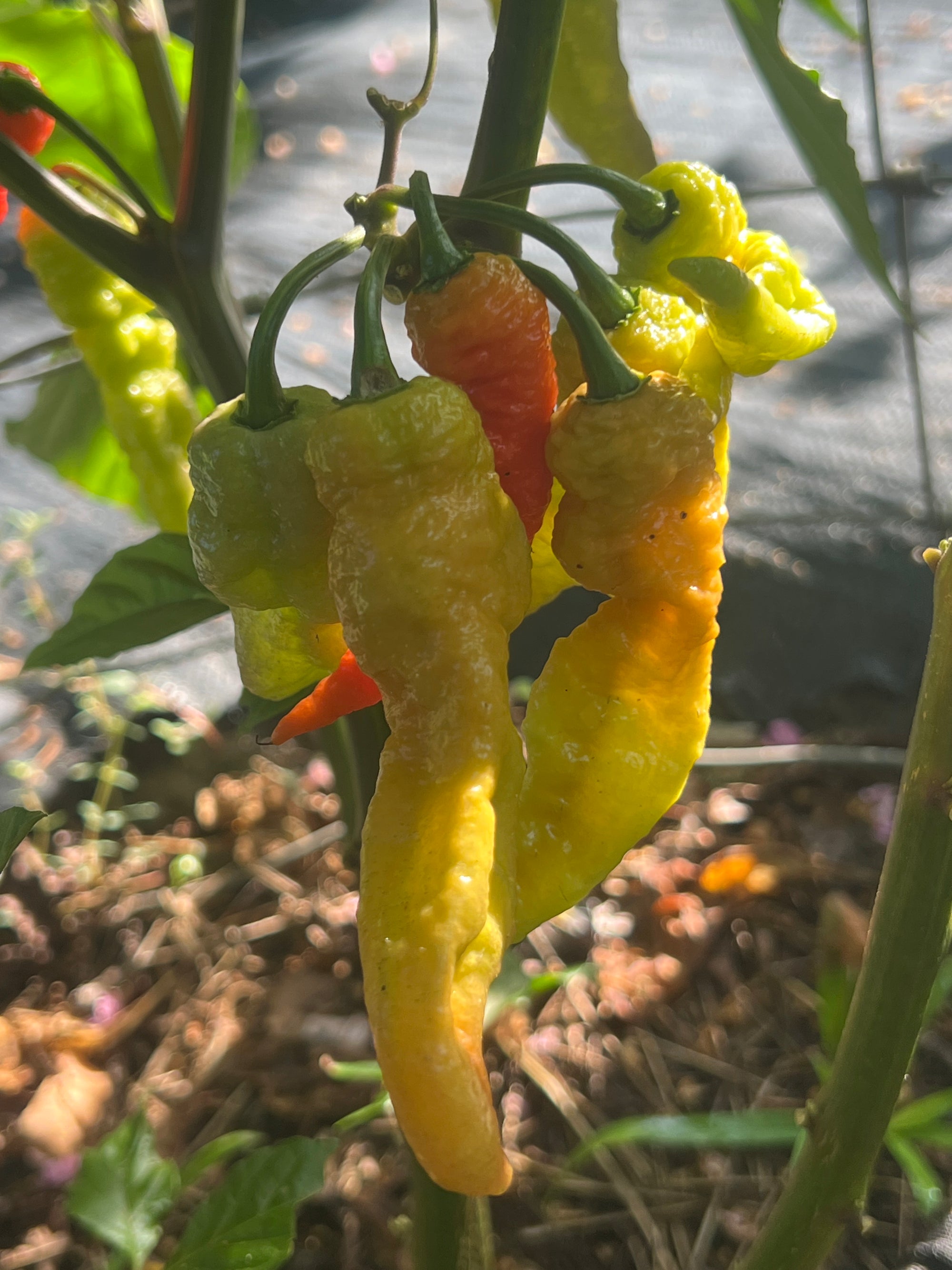 Fresh Breadwinner Pepper (5-Pack)