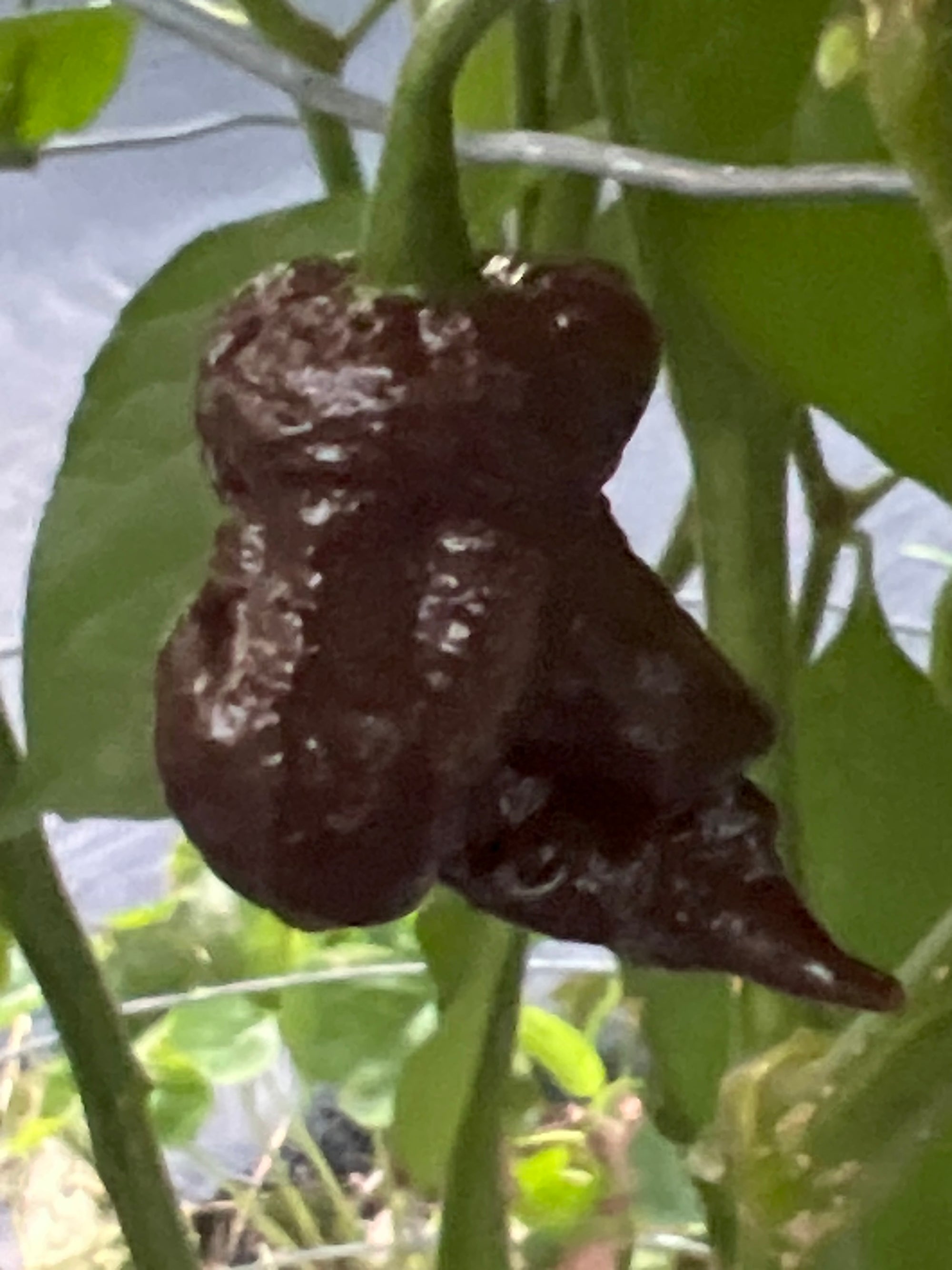 Fresh Bubblegum Frankenstein  Peppers (5-Pack)