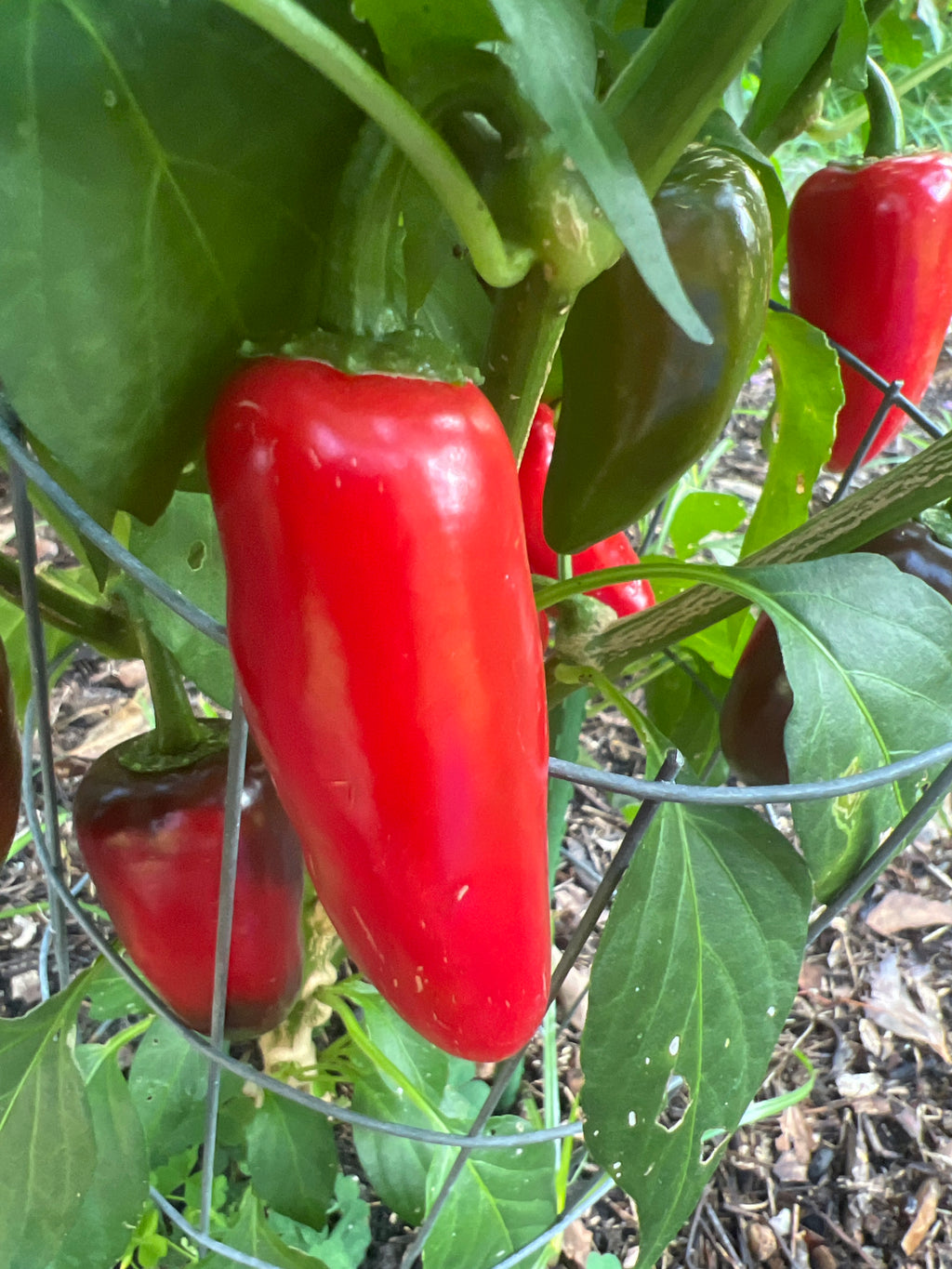 Fresh Red Jalapeño Peppers (5-Pack)