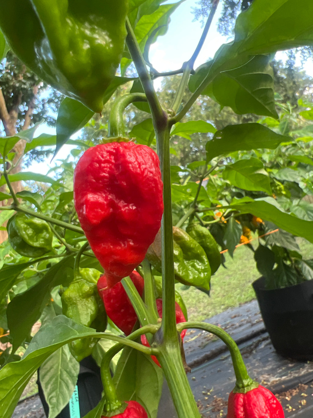 Fresh Red Choclate Amnesia Peppers (5-Pack)